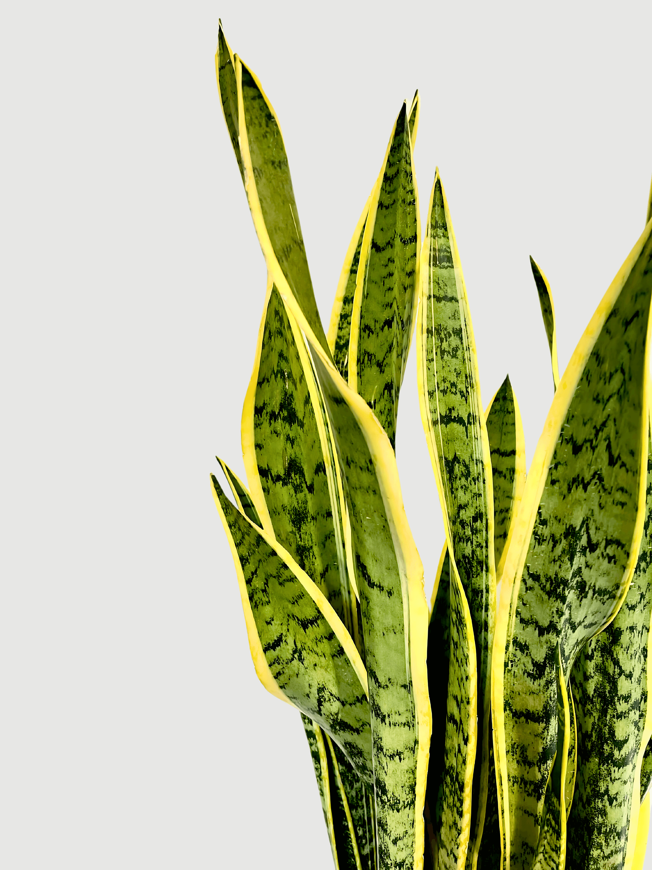 Sansevieria Laurentii, Large Snake Plant, Easy Care Houseplant, 100-110cm, Air purifying plant