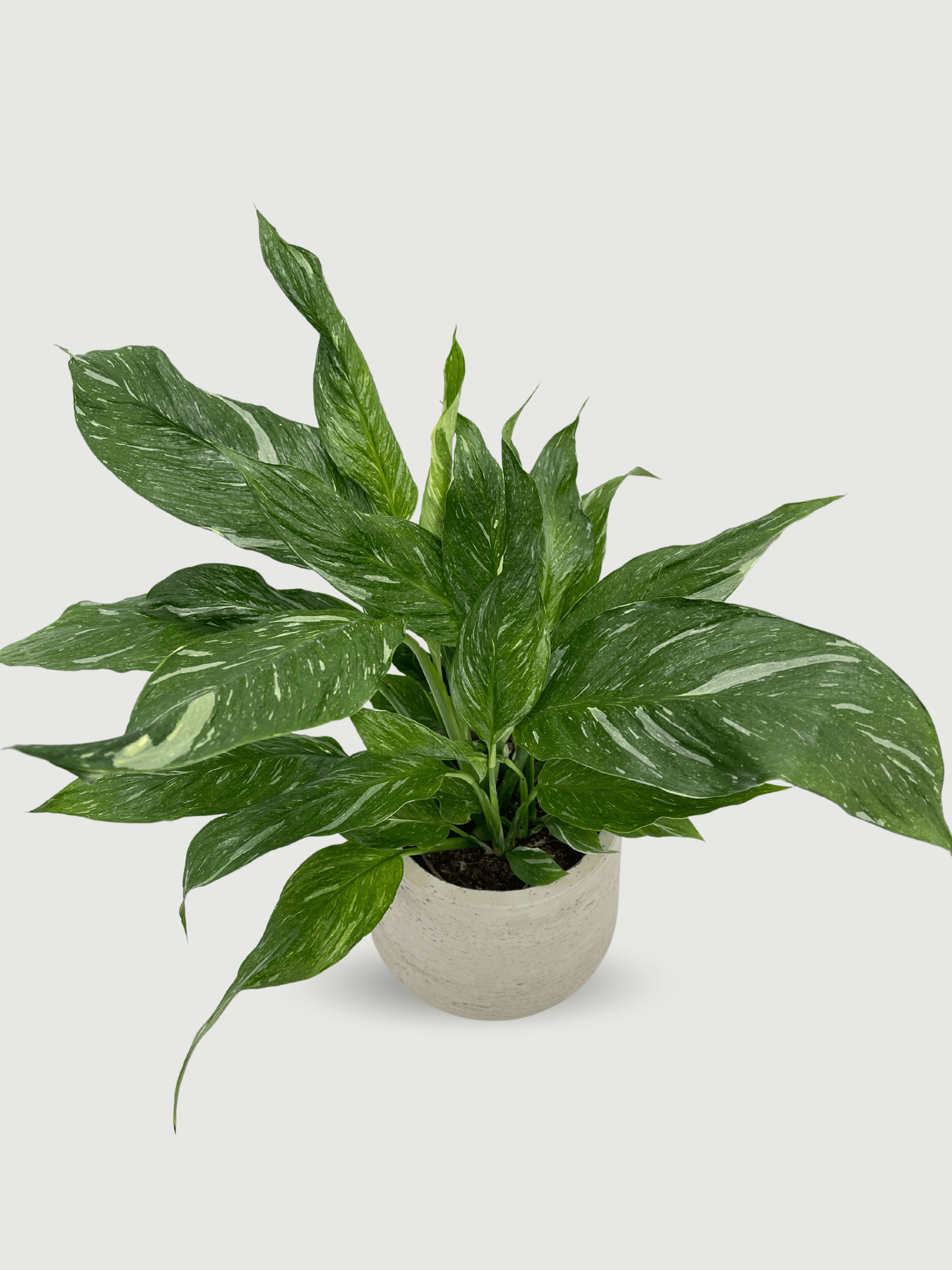 Spathiphyllum_Diamond_Variagata__Peace_Lily