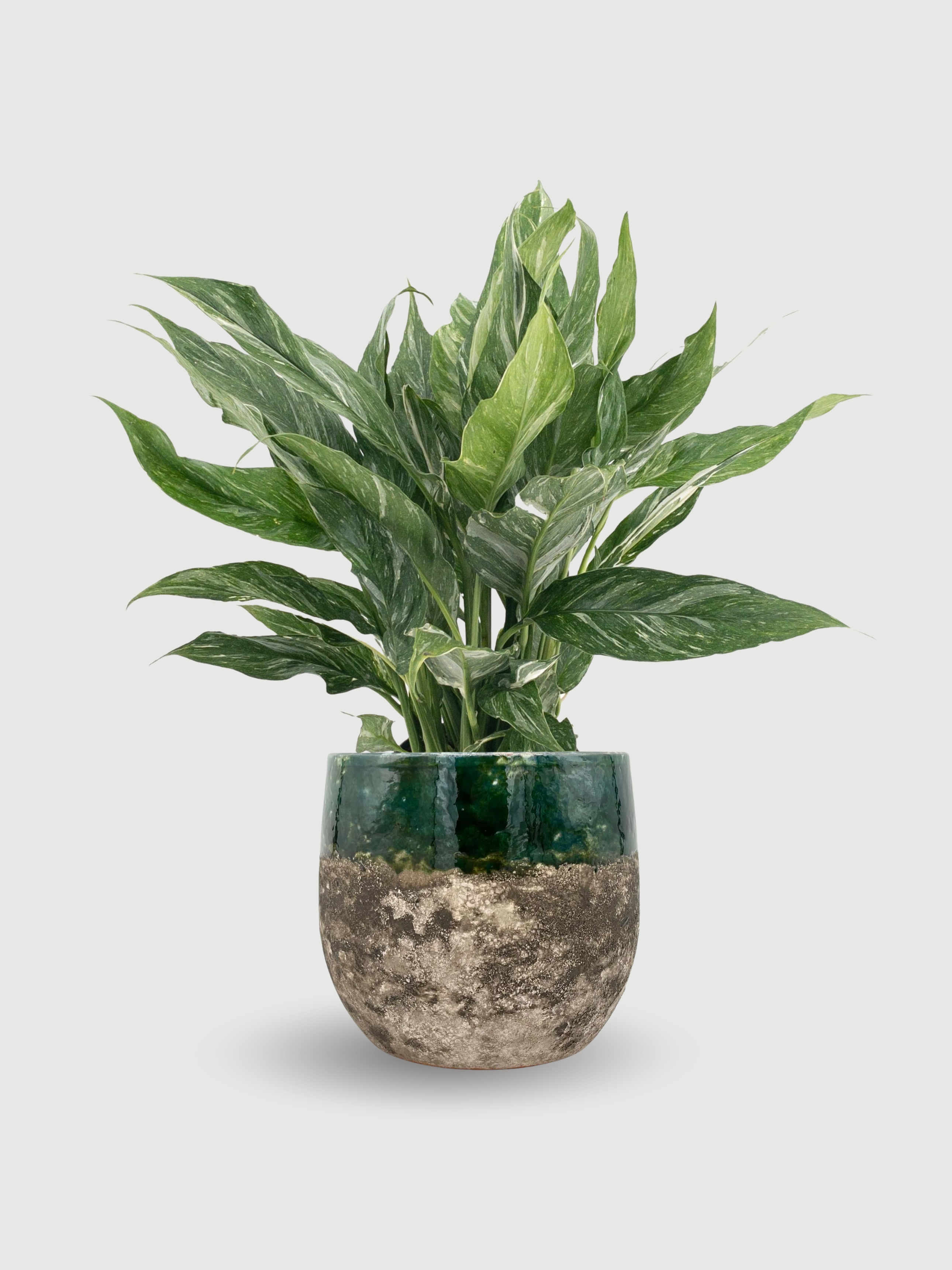 Spathiphyllum_Diamond_Variagata__Peace_Lily