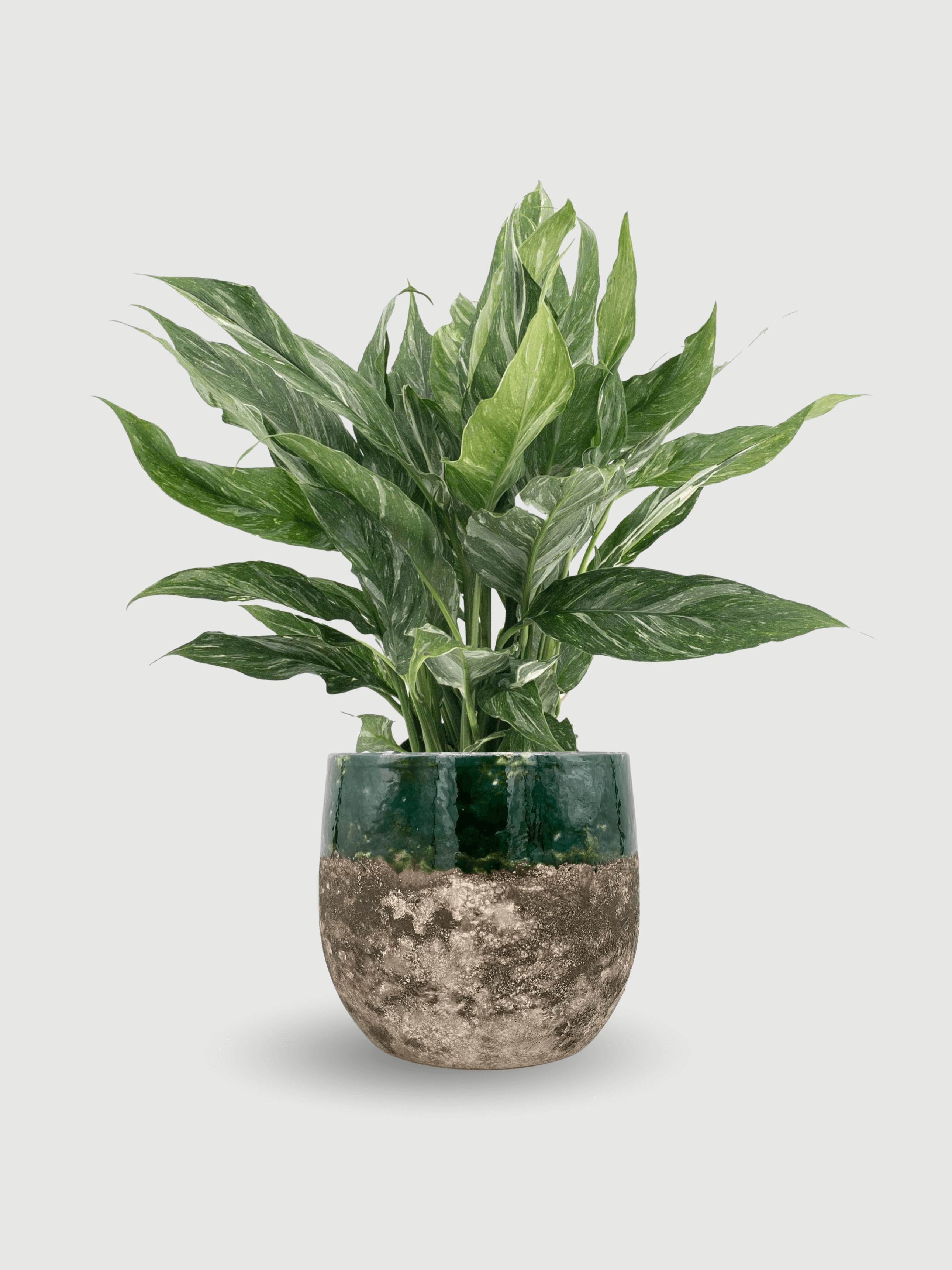 Spathiphyllum_Diamond_Variagata__Peace_Lily