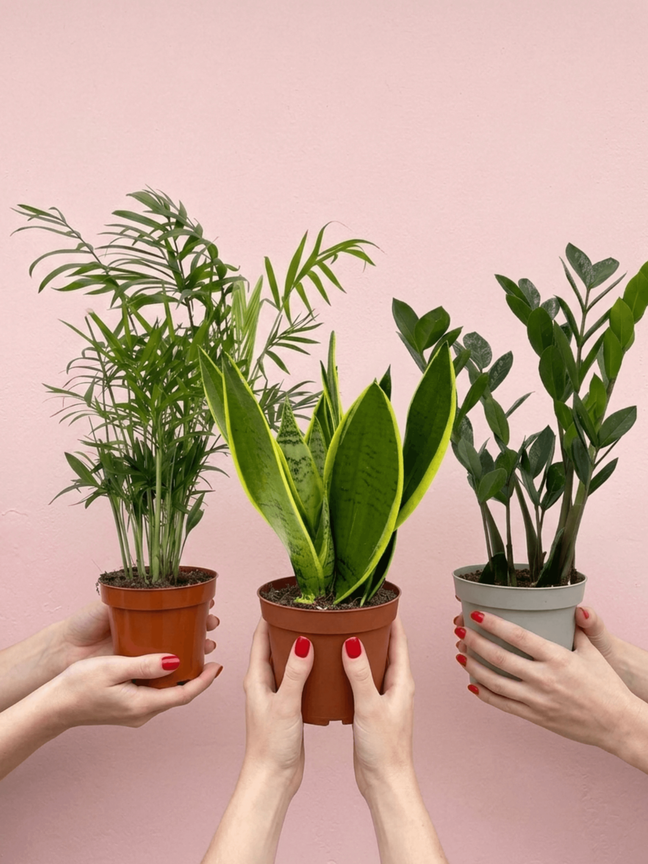 The Unkillable Houseplant Bundle | Beginner-Friendly Trio