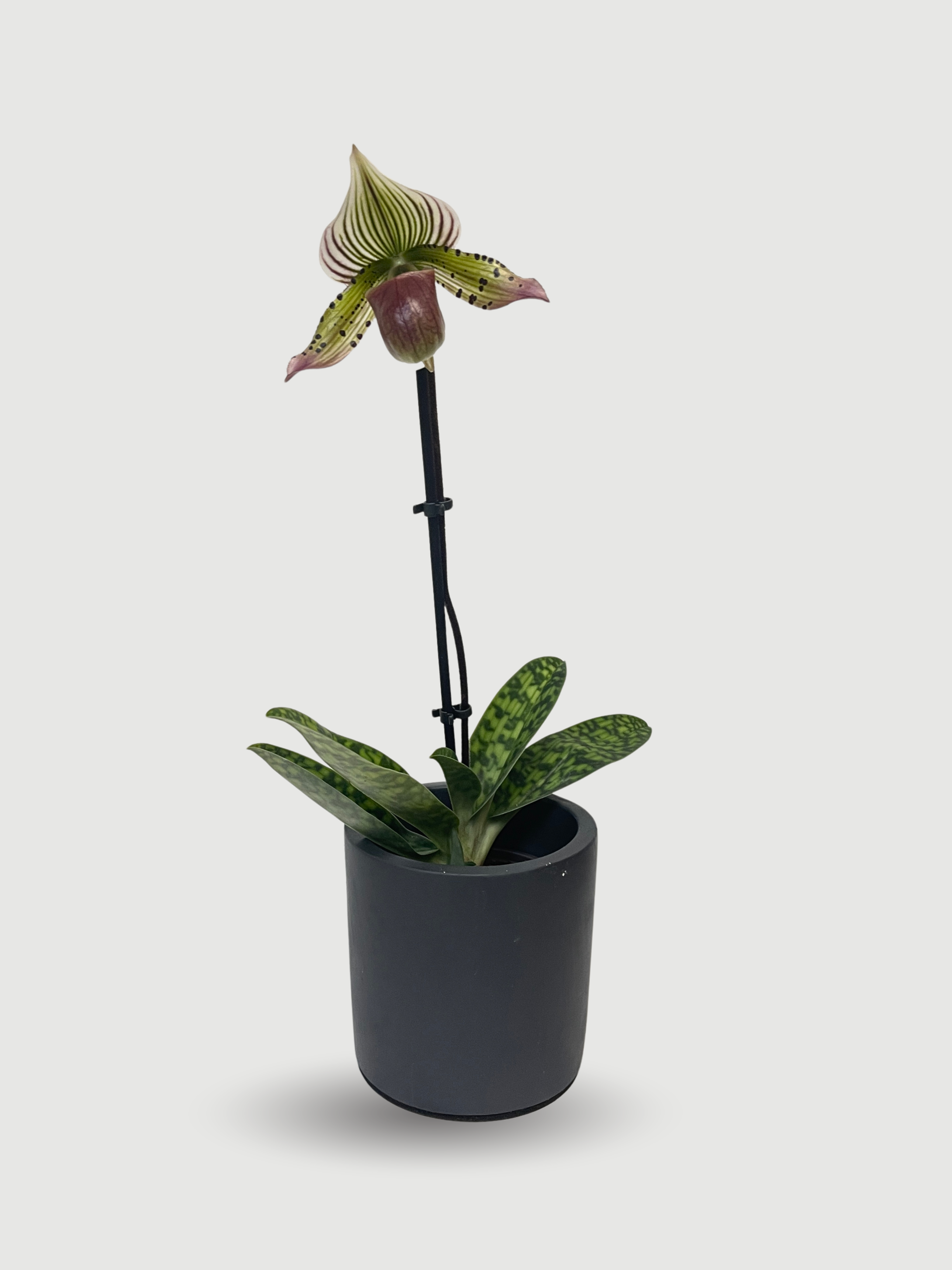Venus Slipper Orchid – Paphiopedilum Hybrids | Rare