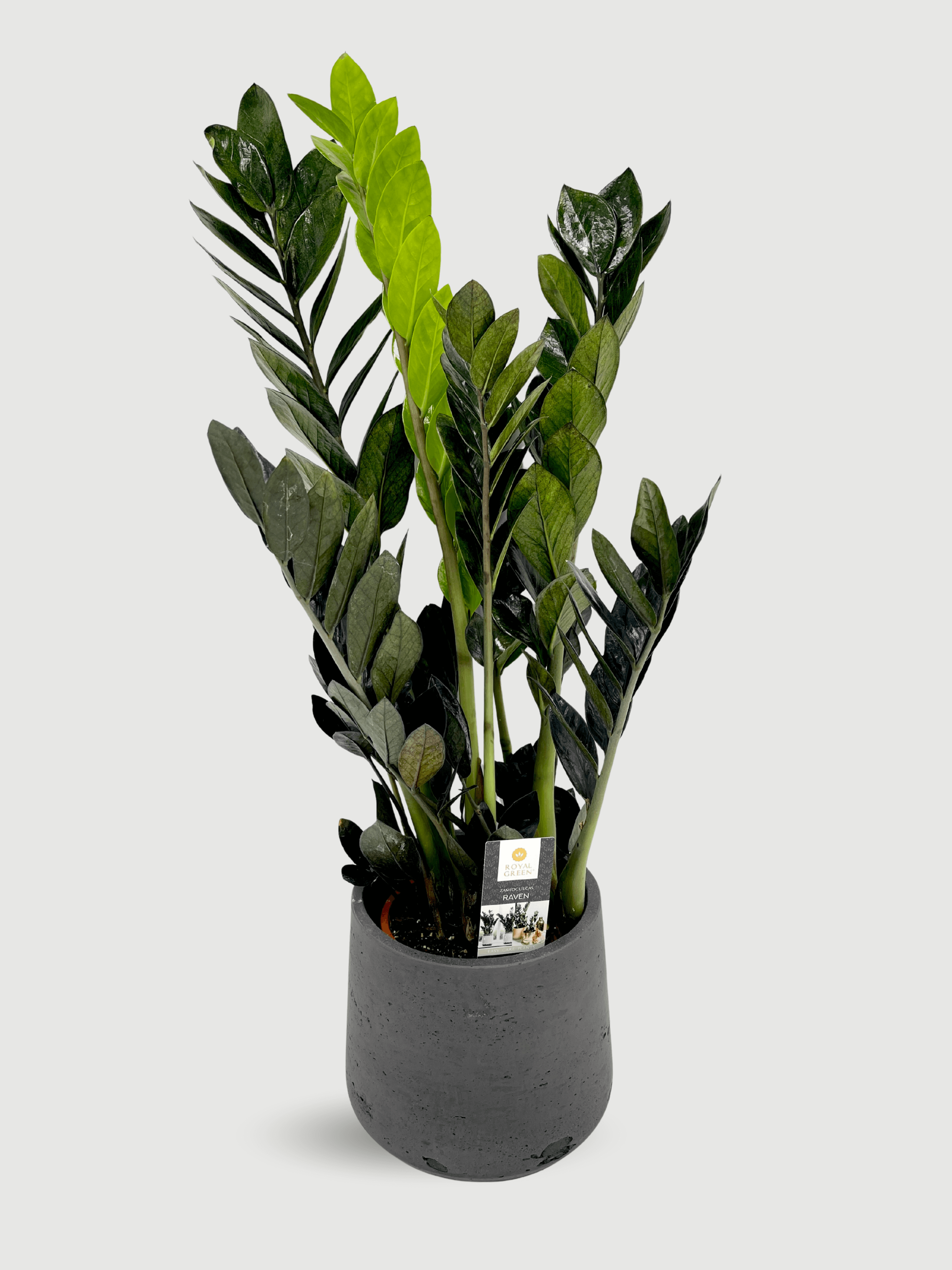 Zamioculcas_Zamiifolia_Black_Raven_ZZ_Plant_Low_Maintenance_Plant