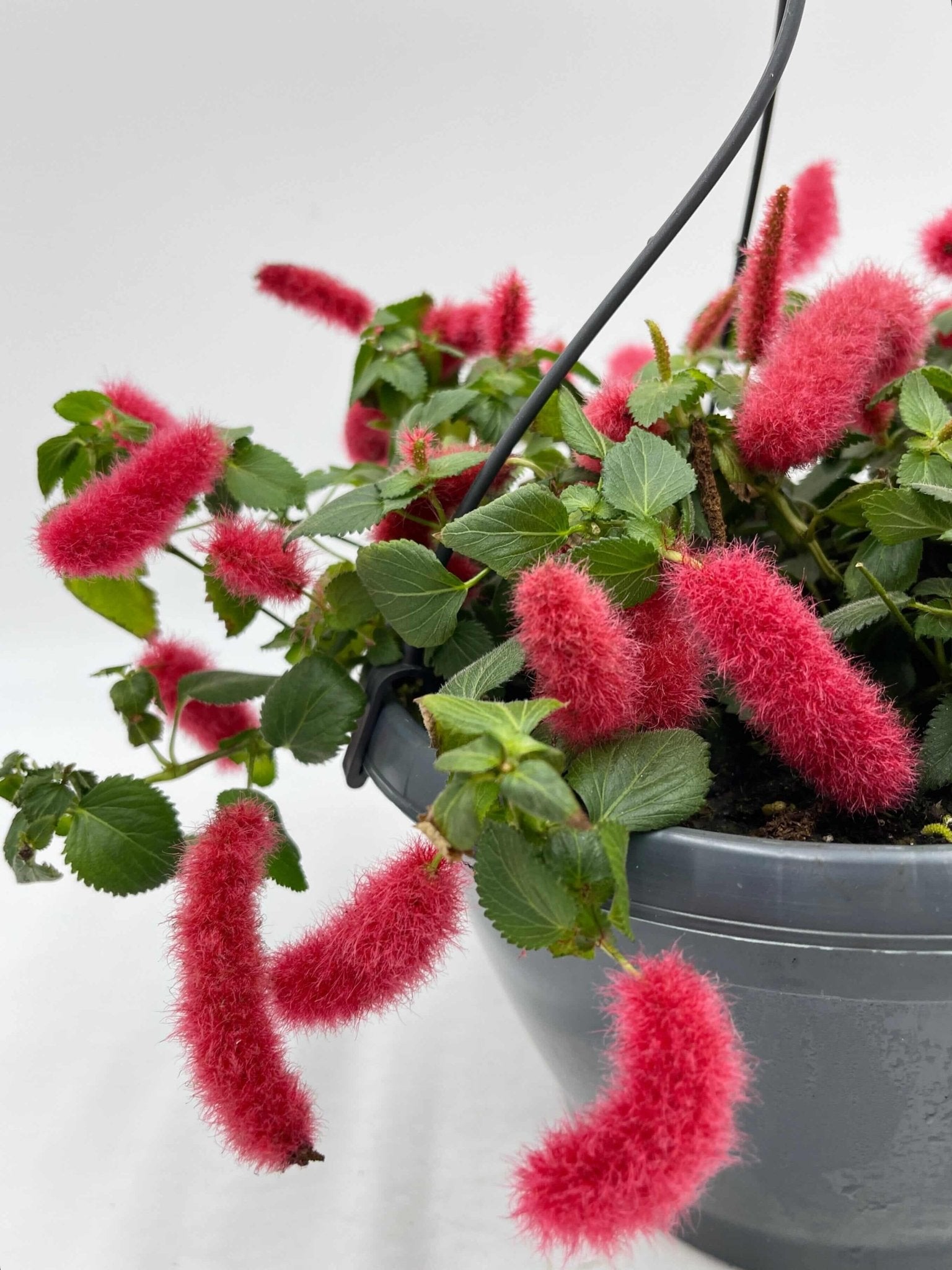 Acalypha hispida