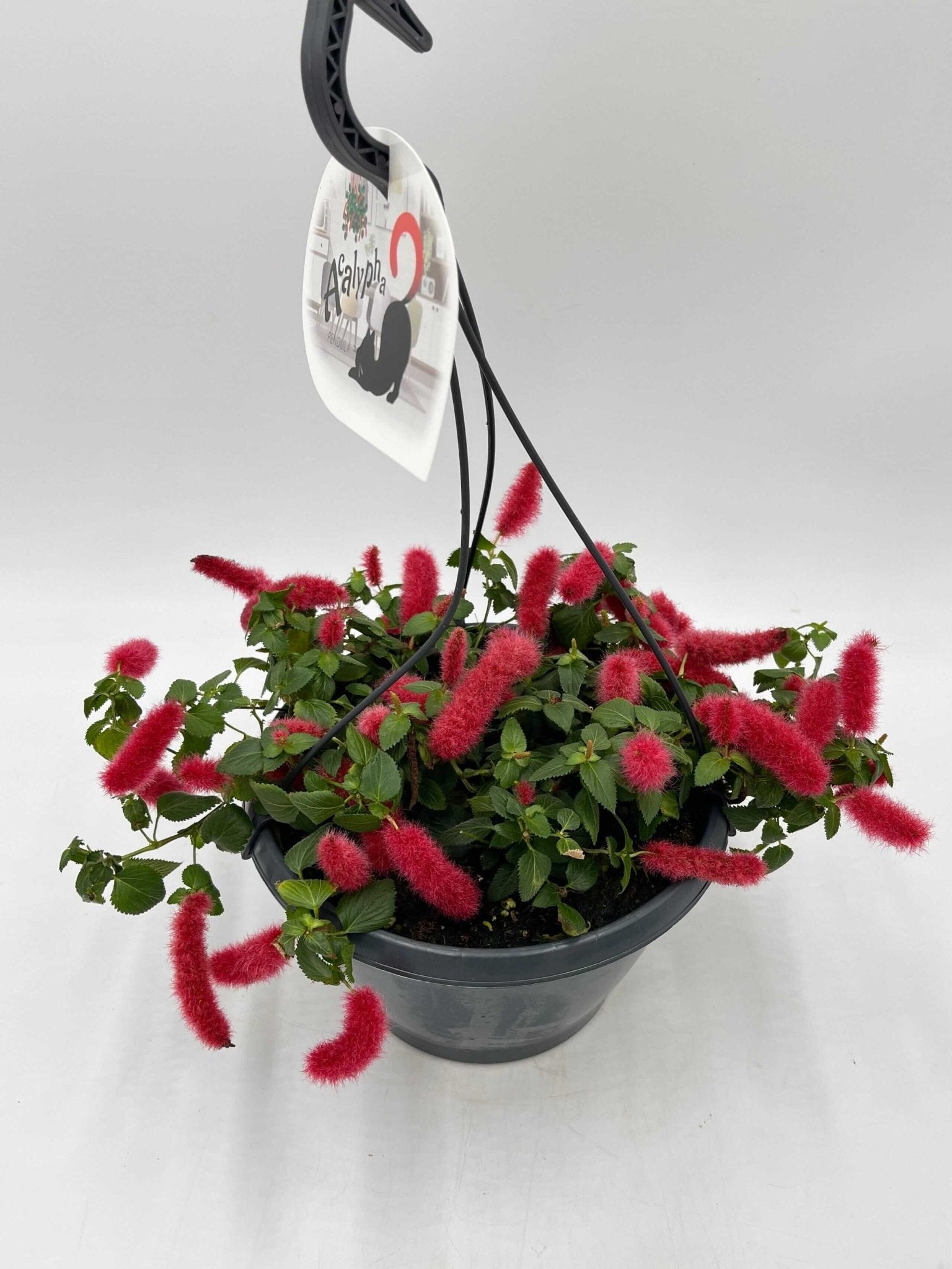 Acalypha hispida