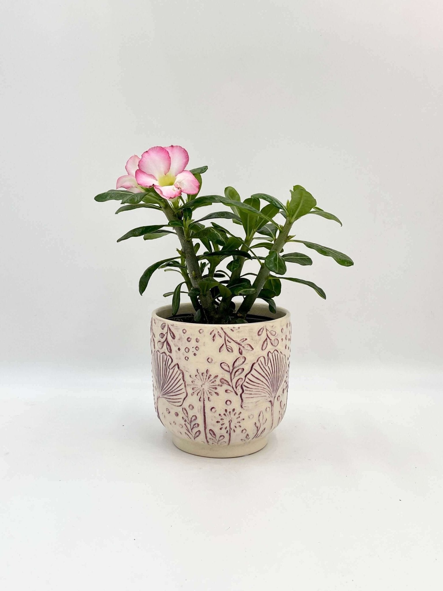 Adenium Obesum Pink star, Desert Rose