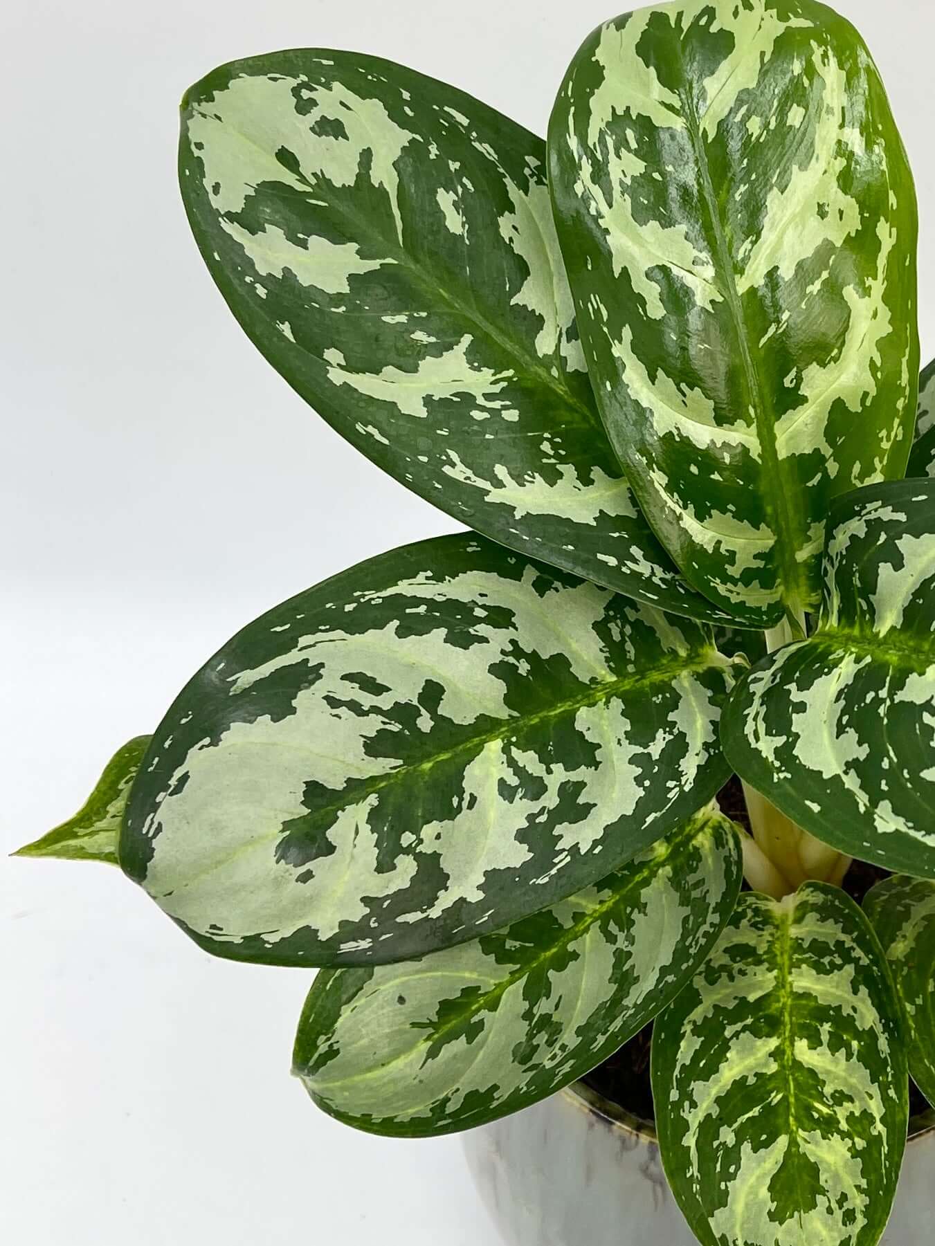 Aglaonema Amazon Silver, Easy Care Houseplant