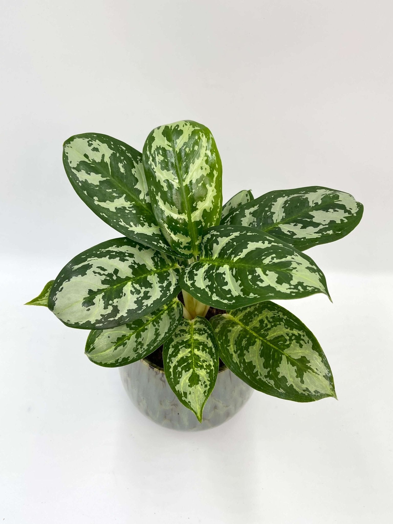 Aglaonema Amazon Silver, Easy Care Houseplant
