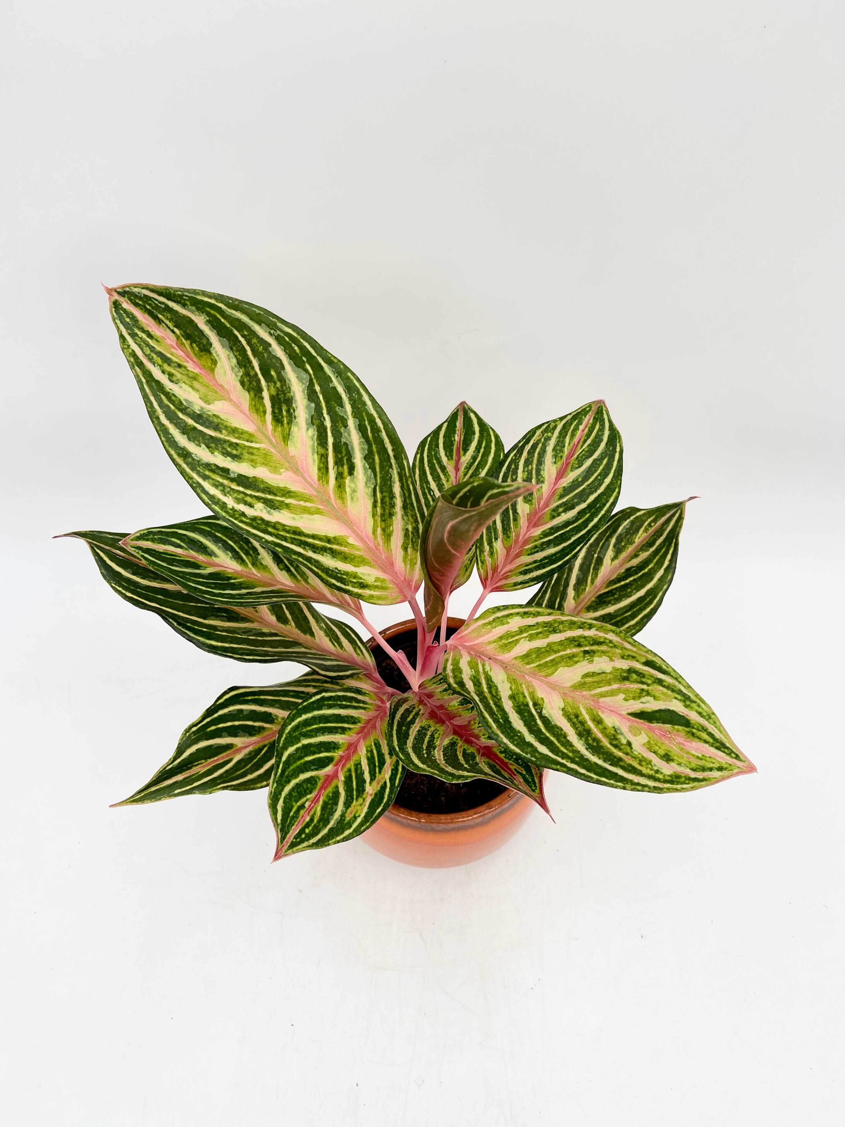 Aglaonema Dreamcatcher, Chinese Evergreen