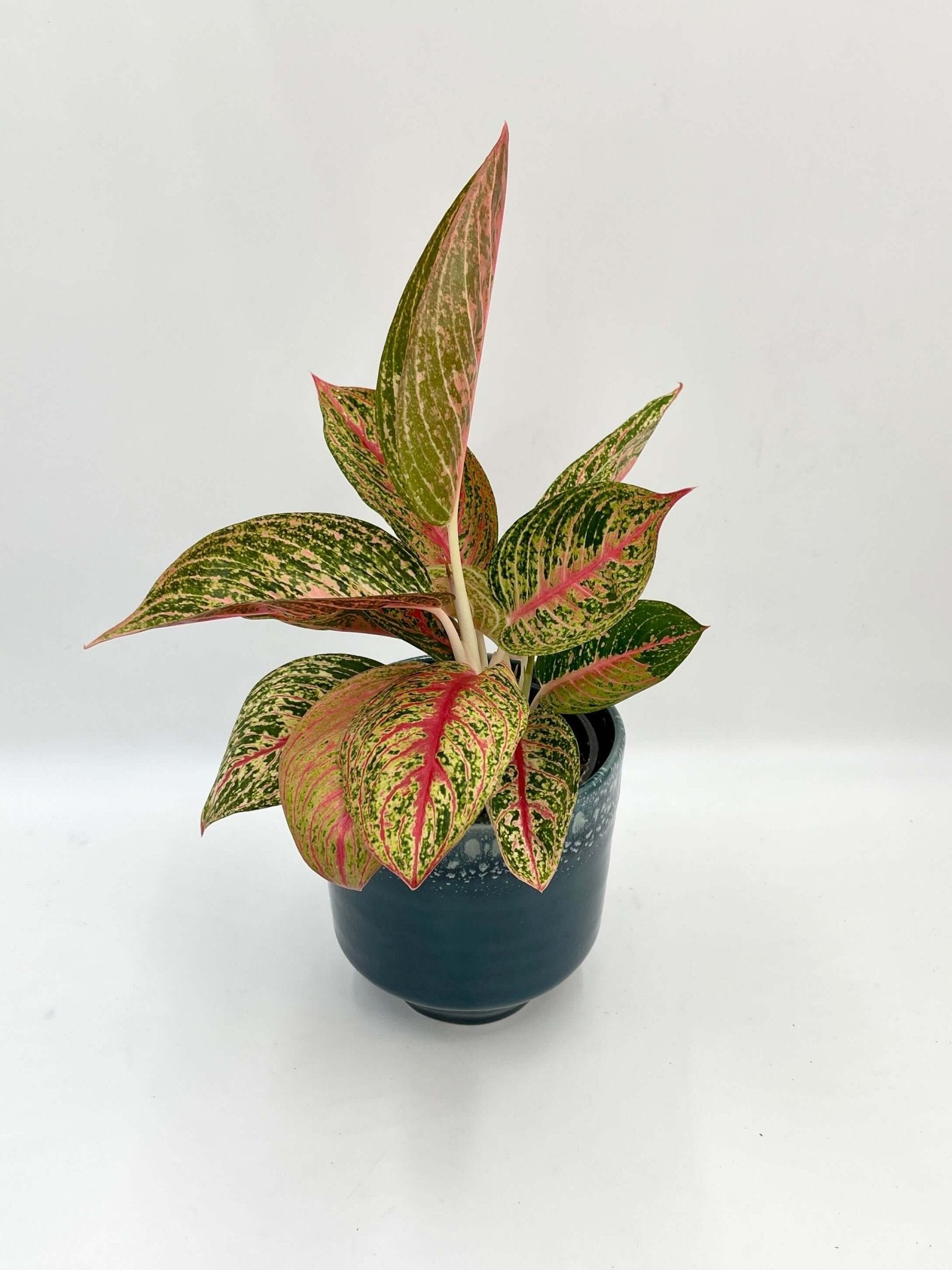 Aglaonema Night Sparkle - Chinese Evergreen