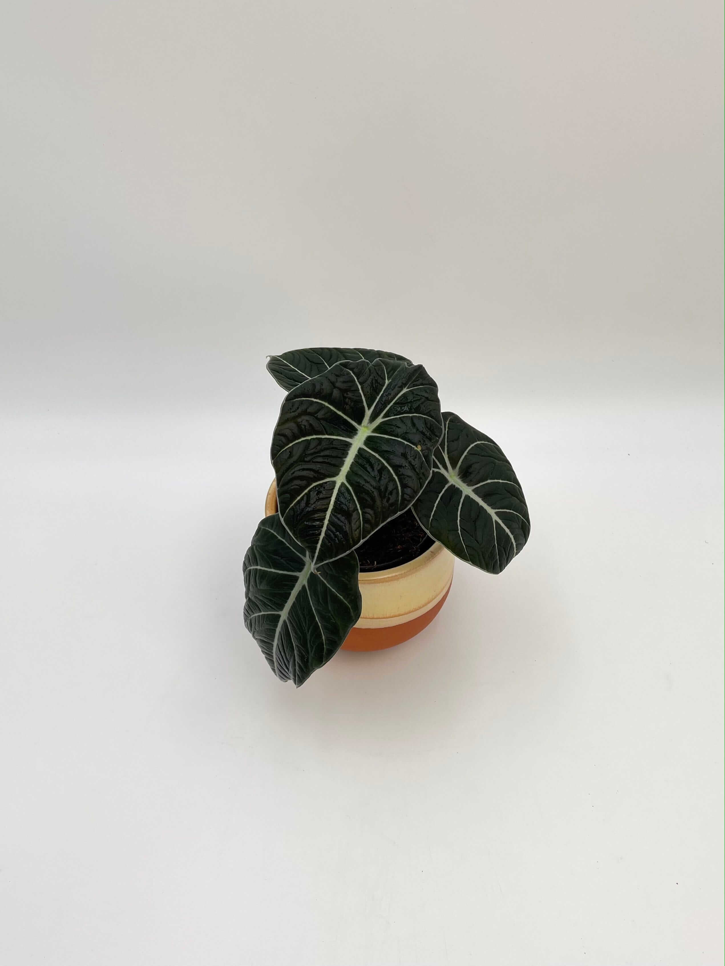 Alocasia Black Velvet, Alocasia Reginula, Rare Houseplant in Multiple Sizes