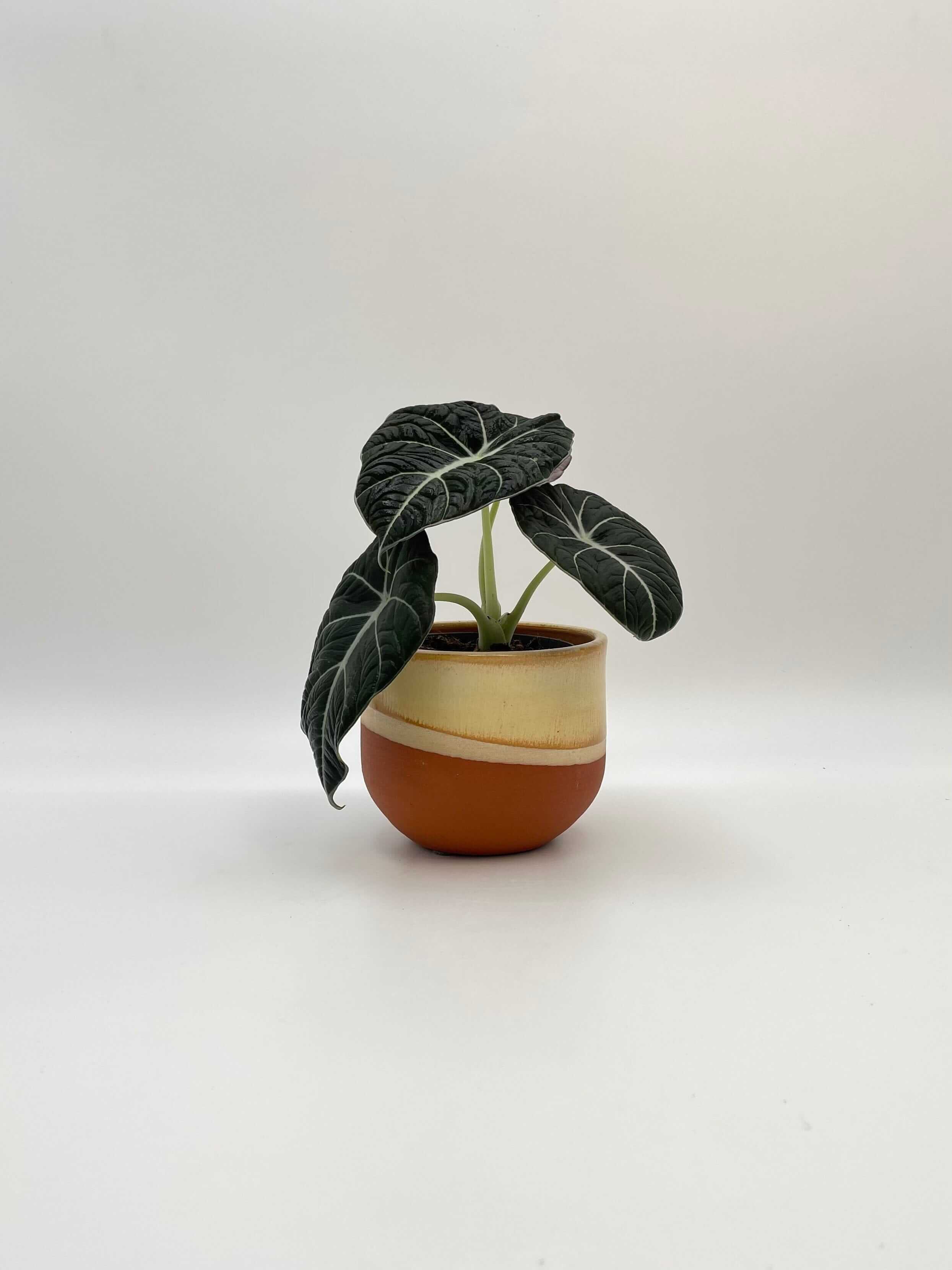 Alocasia Black Velvet, Alocasia Reginula, Rare Houseplant in Multiple Sizes