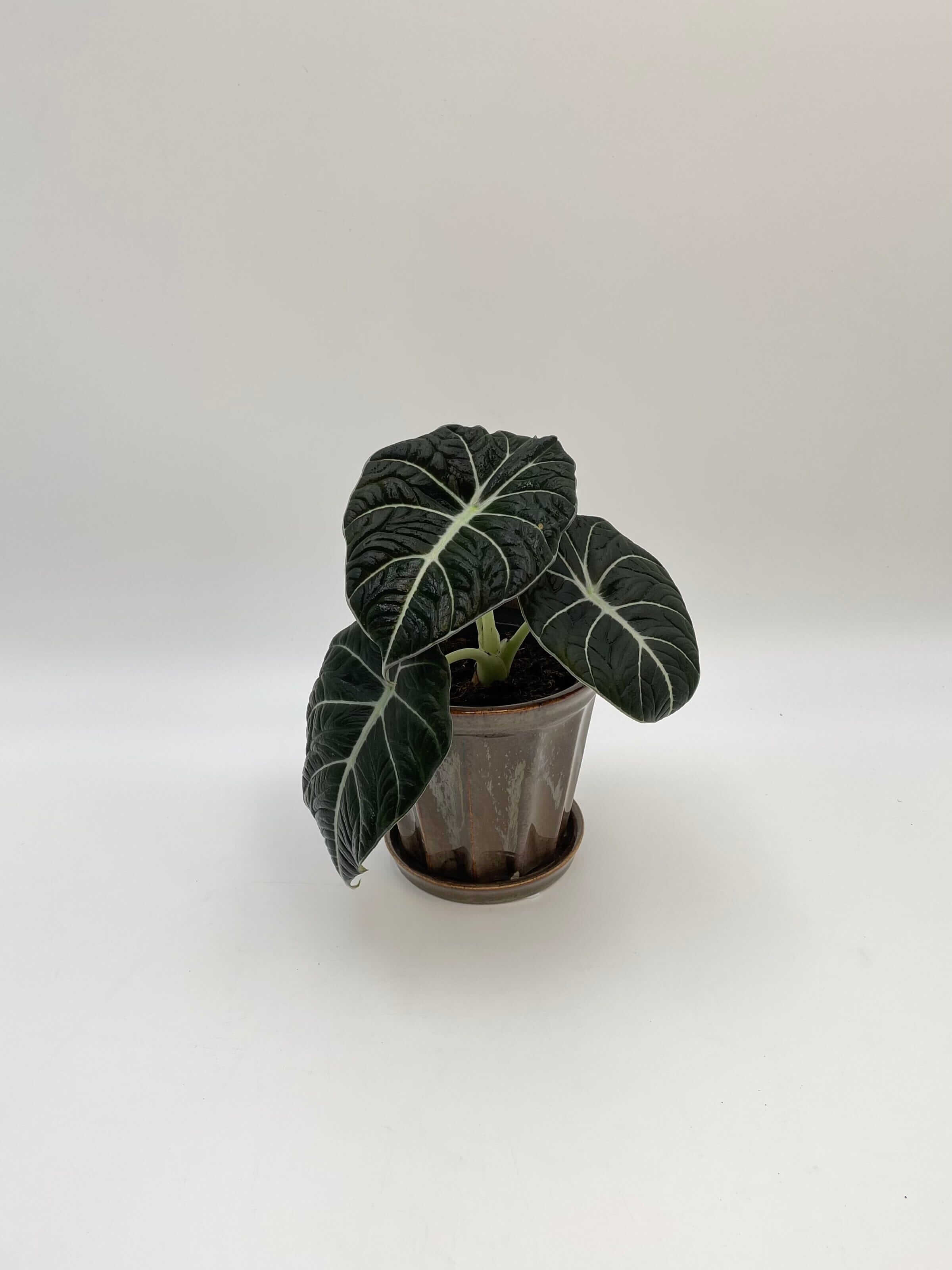 Alocasia Black Velvet, Alocasia Reginula, Rare Houseplant in Multiple Sizes