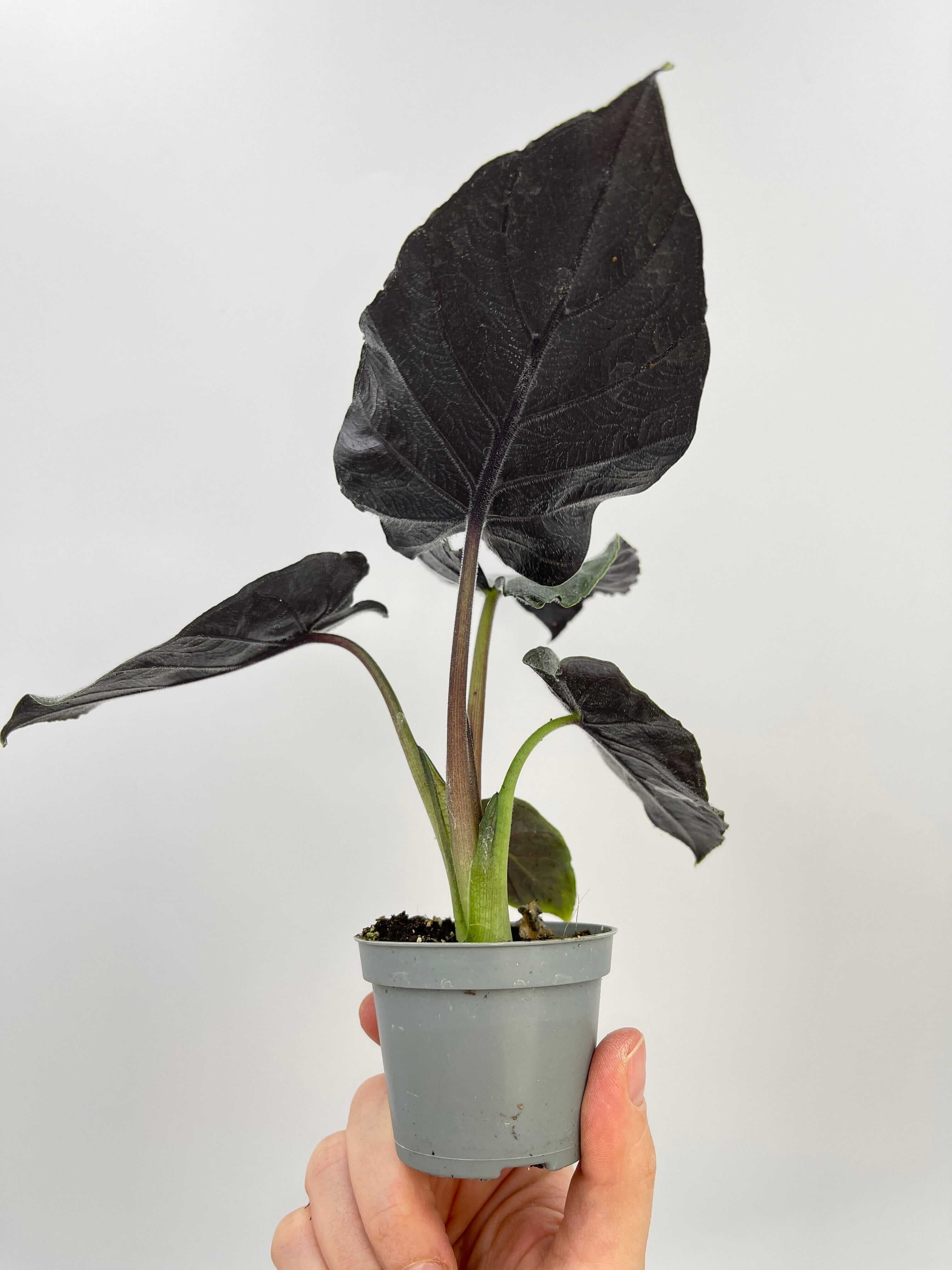 Alocasia Chienlii Antoro Velvet