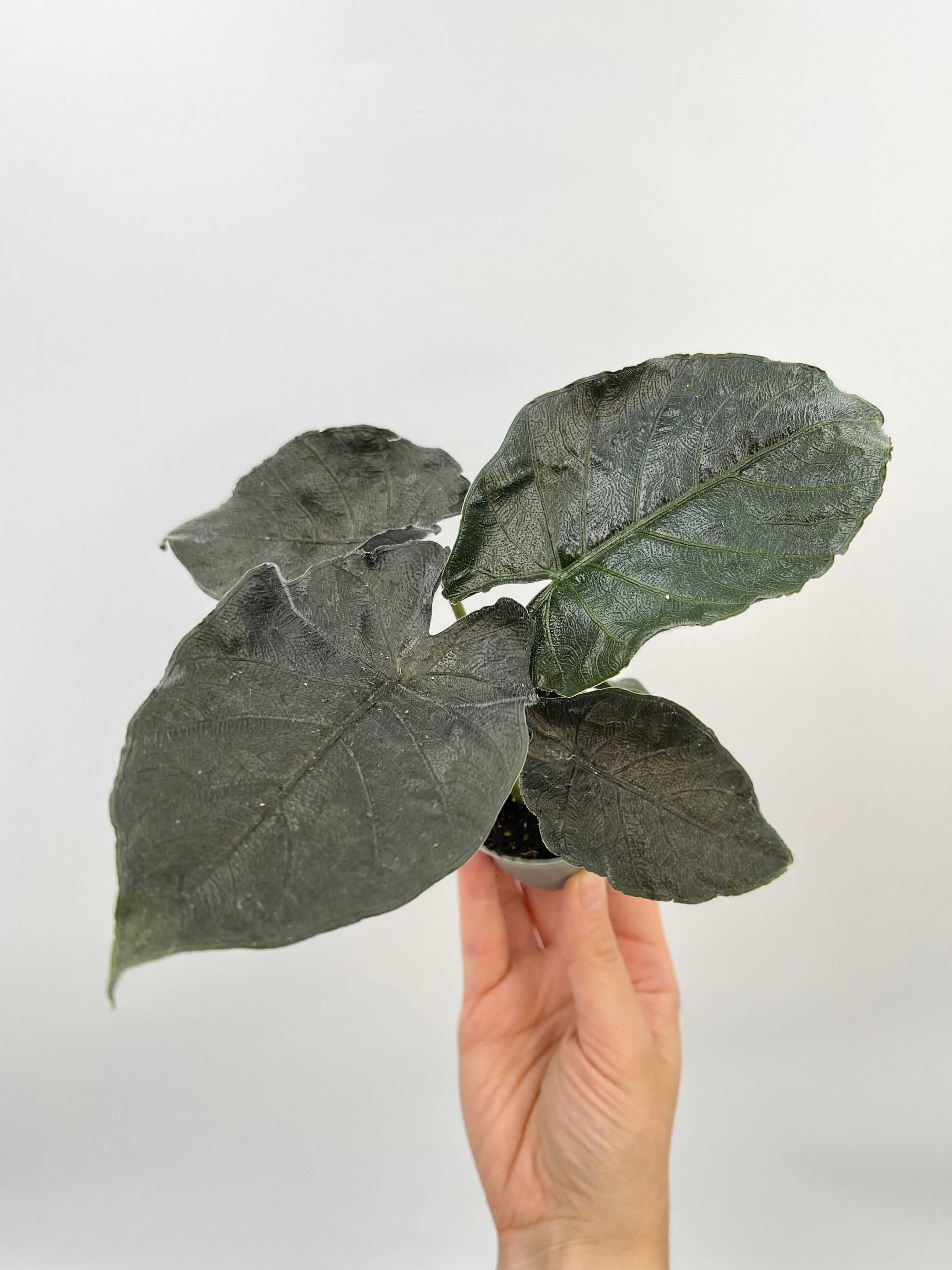 Alocasia Chienlii Antoro Velvet