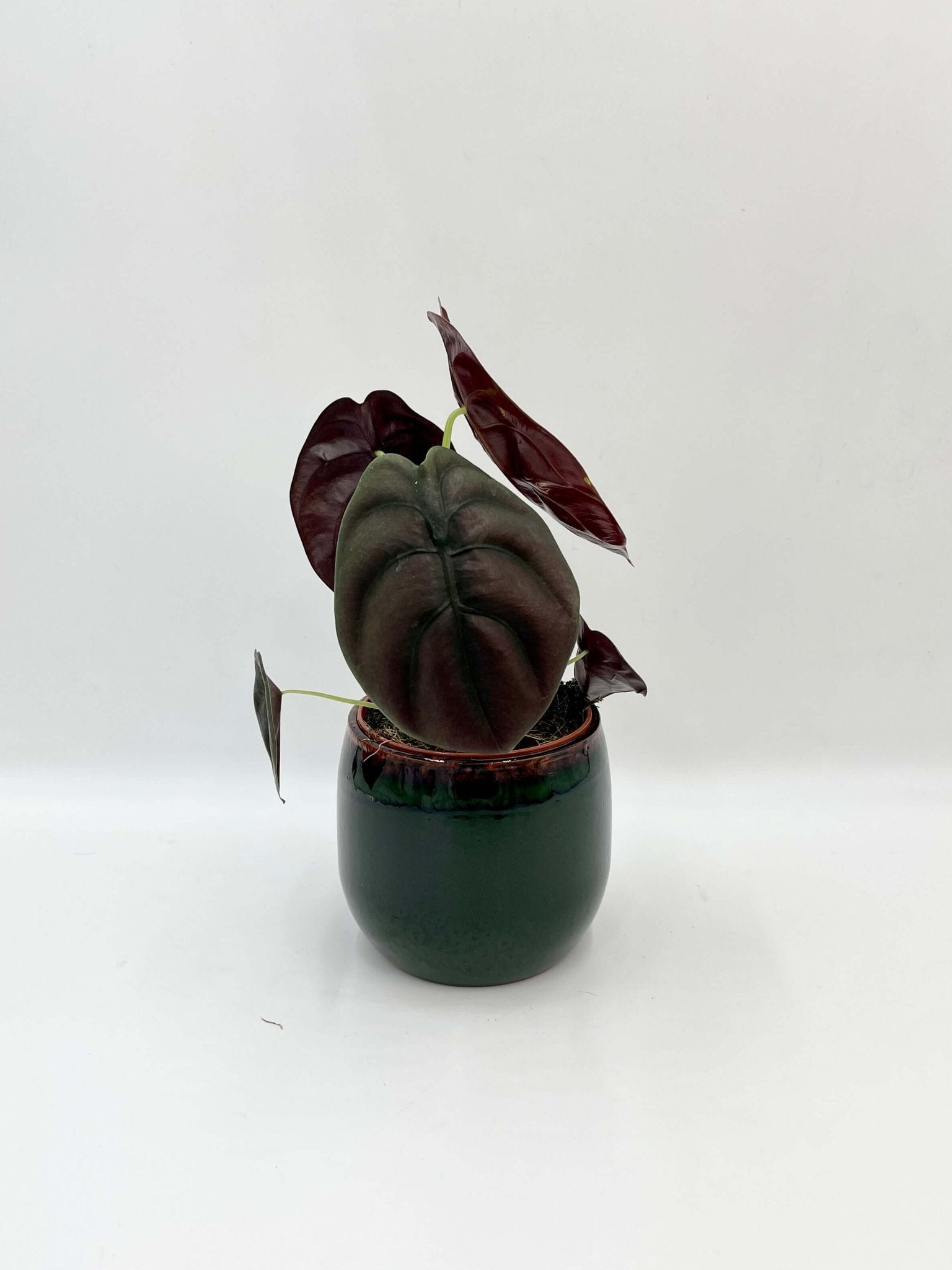 Alocasia Cuprea, Alocasia Red Secret