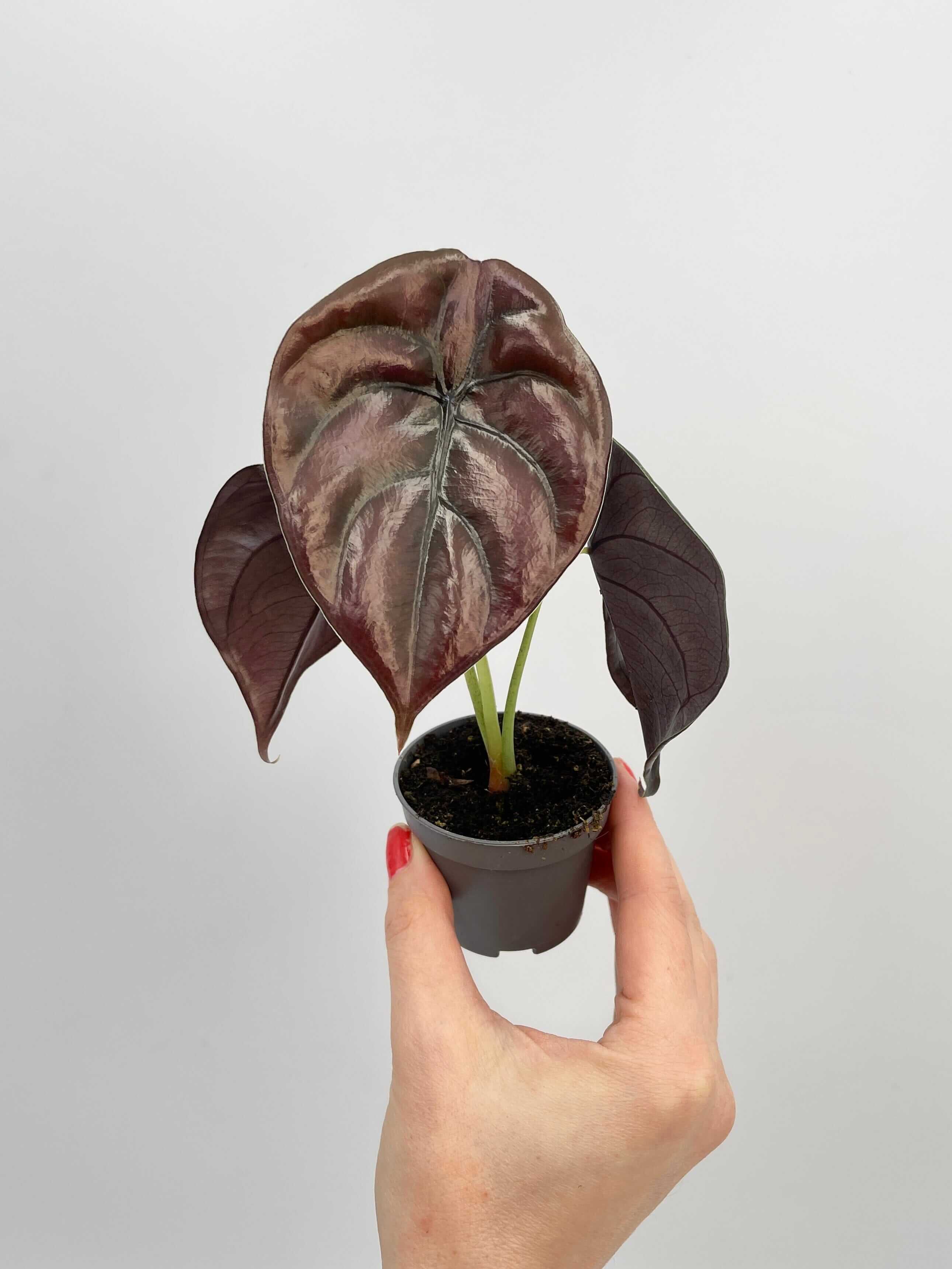 Alocasia Cuprea, Alocasia Red Secret