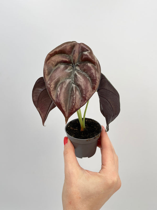 Alocasia Cuprea, Alocasia Red Secret, Baby Plant
