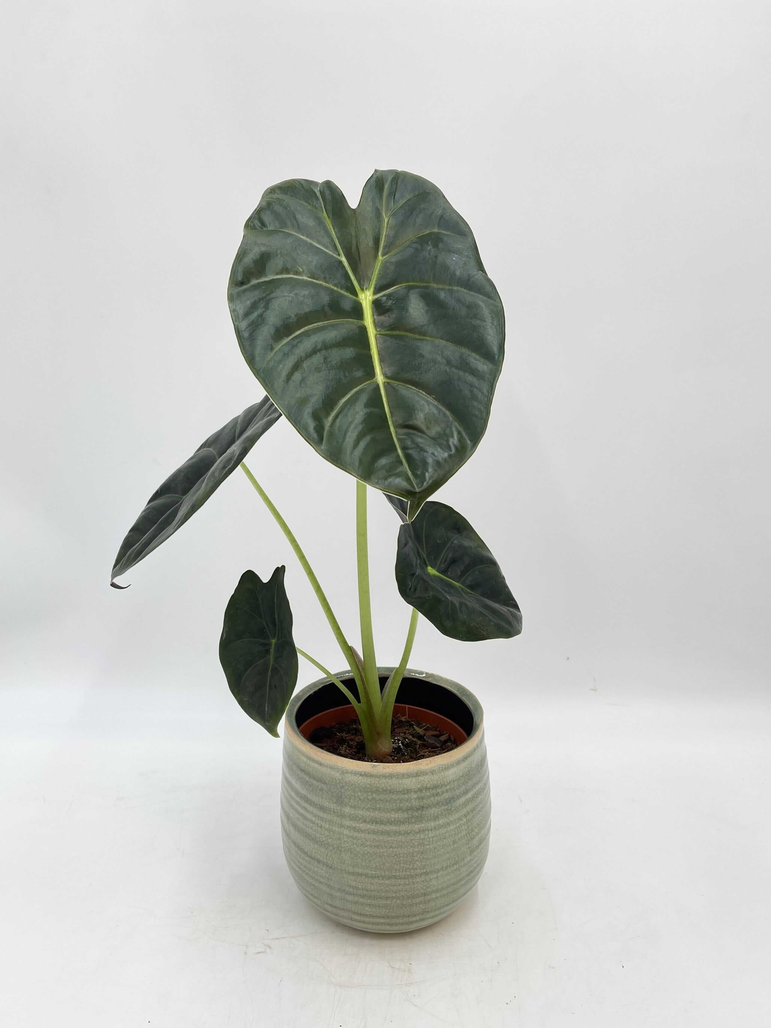 Alocasia Golden Bone