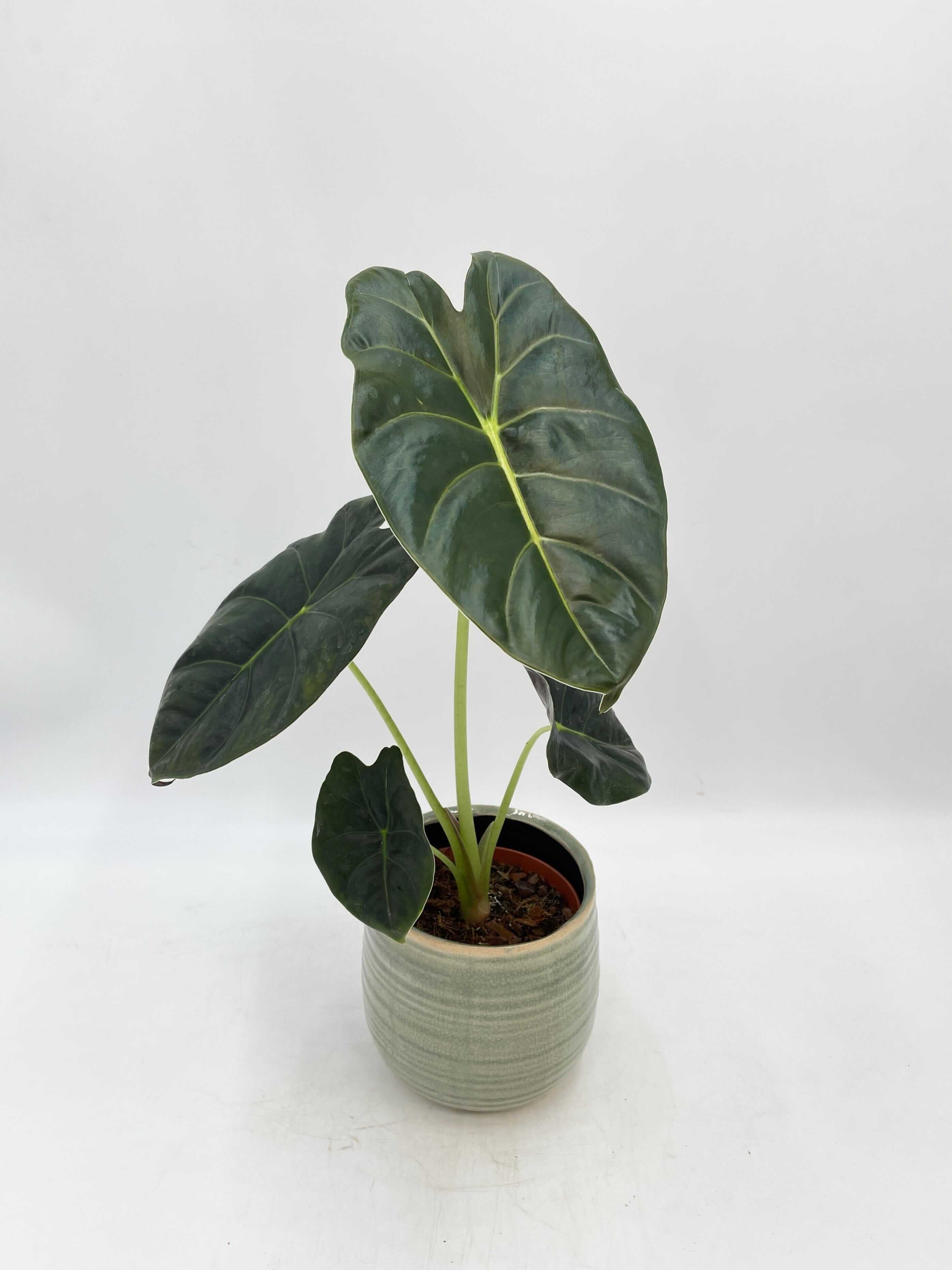 Alocasia Golden Bone