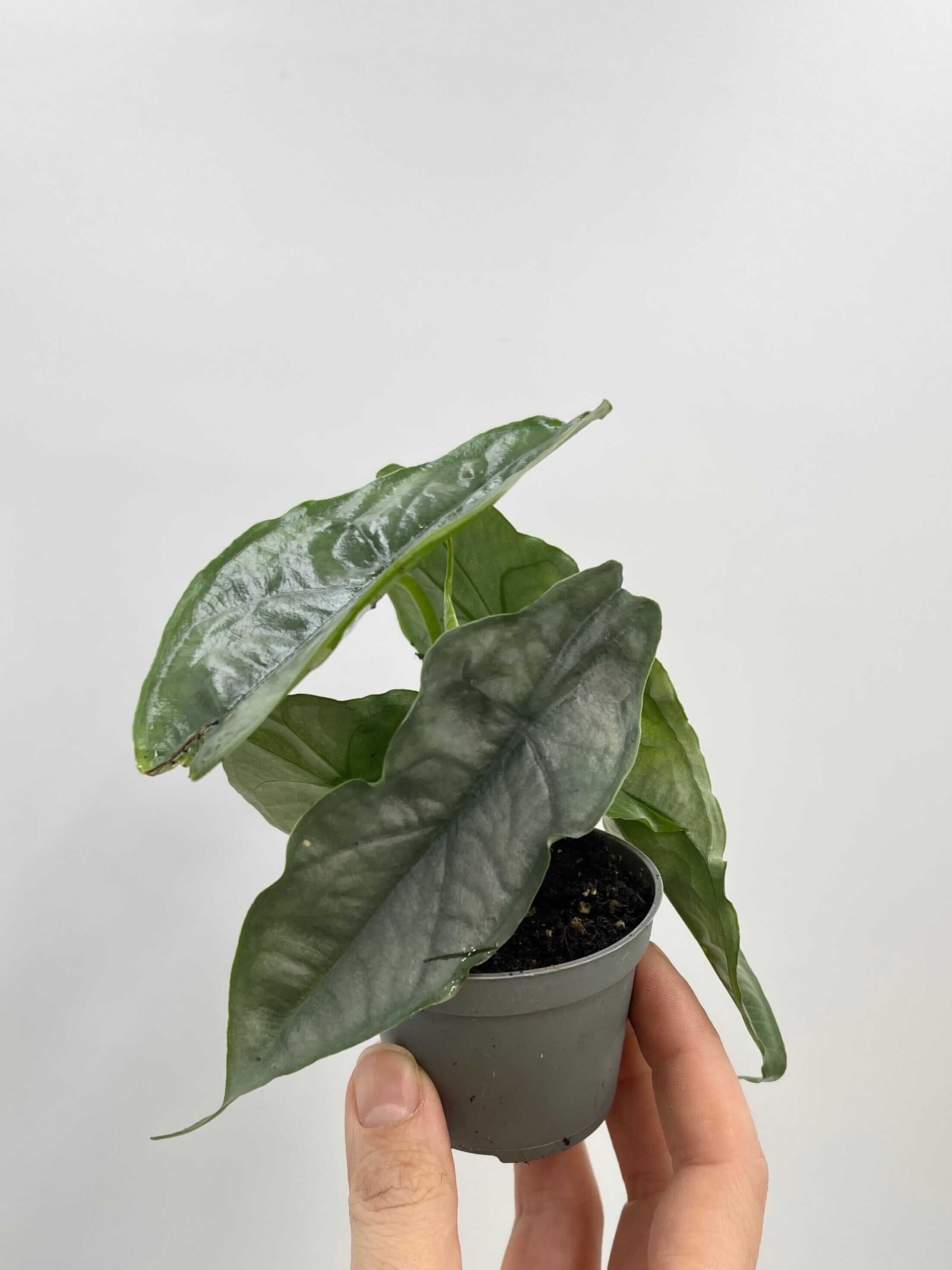 Alocasia heterophylla Dragon's Breath, Rare Houseplant