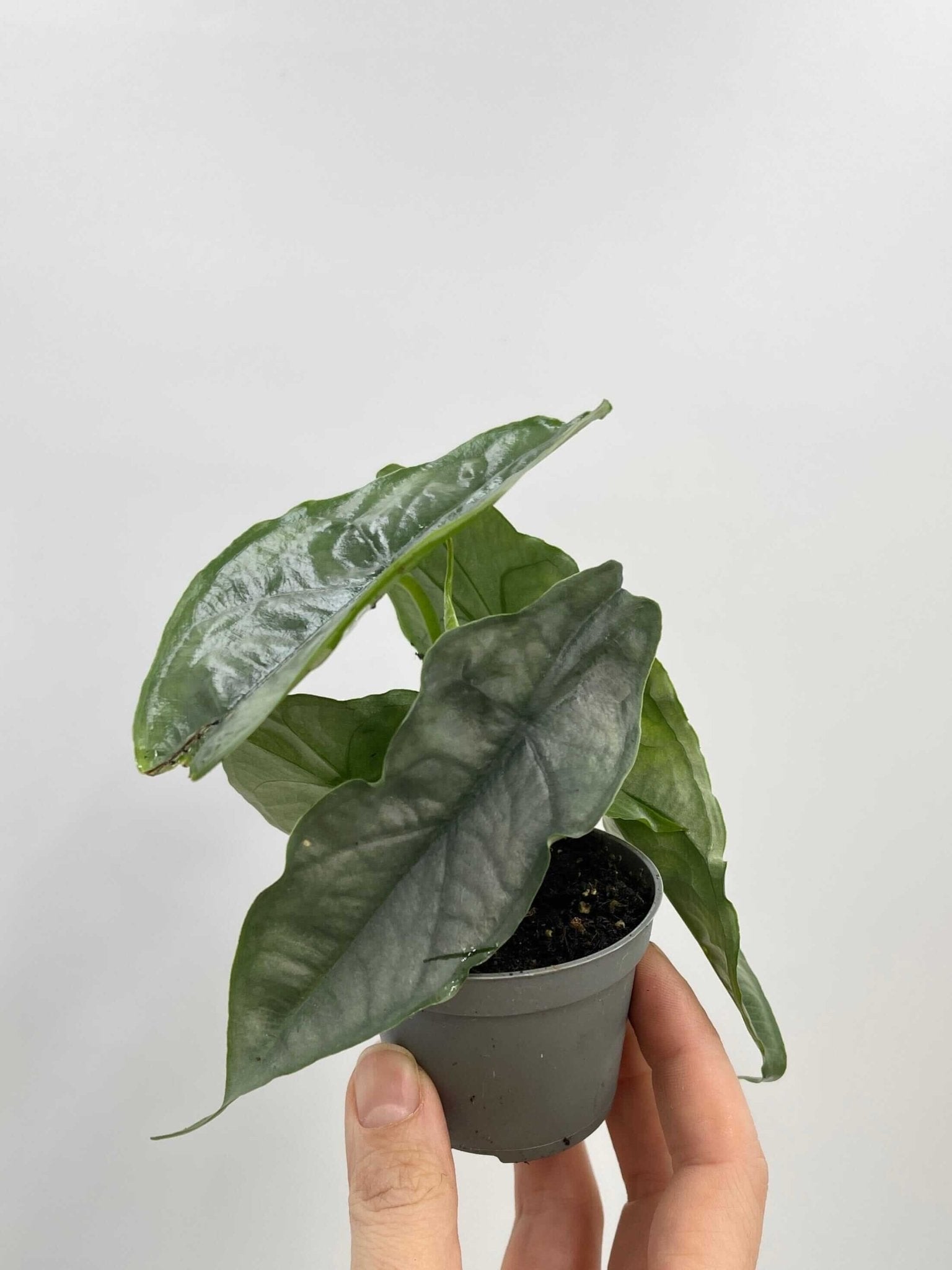 Alocasia heterophylla Dragon's Breath, Rare Houseplant