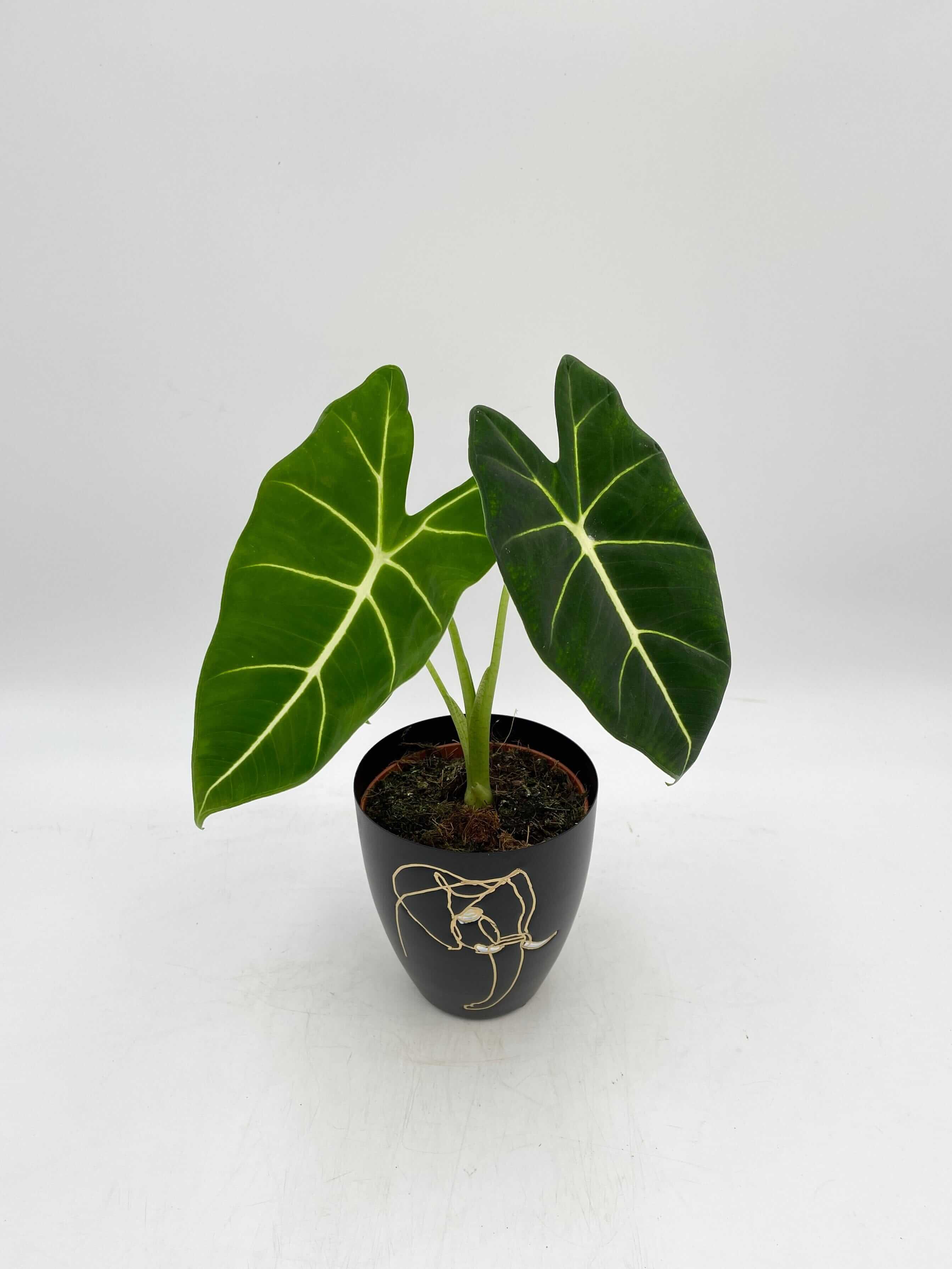 Alocasia Frydek Green Velvet rare indoor houseplant with velvety leaves and white veins