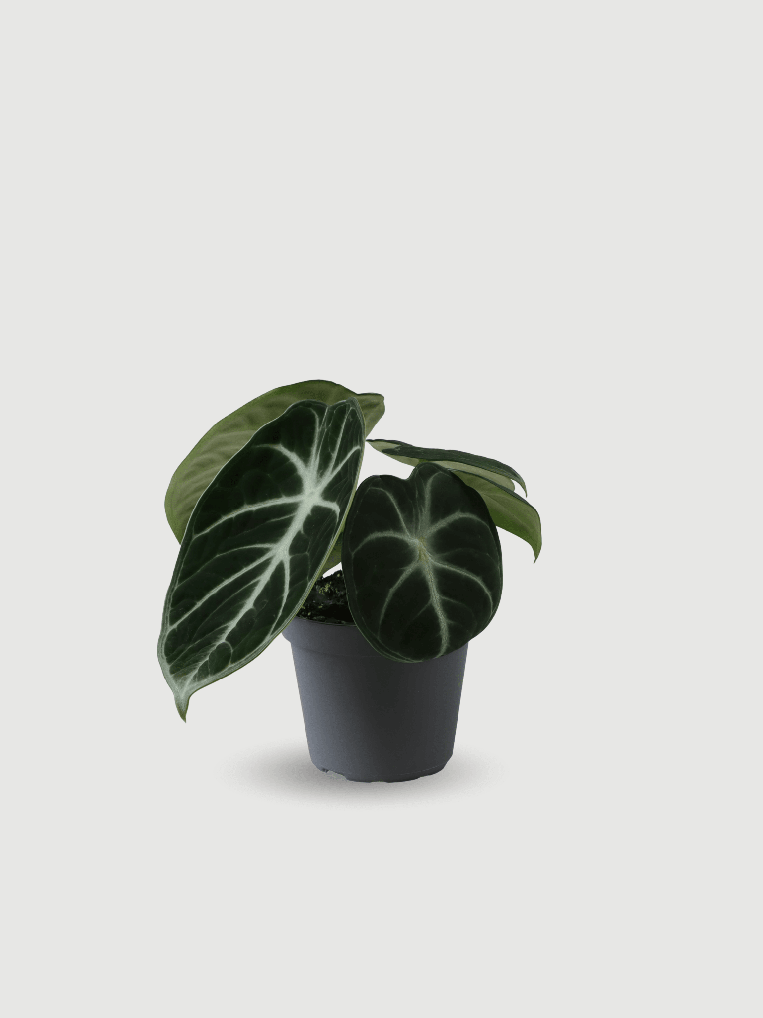 Alocasia_Reginula_Ninja_-_Rare_Jewel_Alocasia_Indoor_Plant