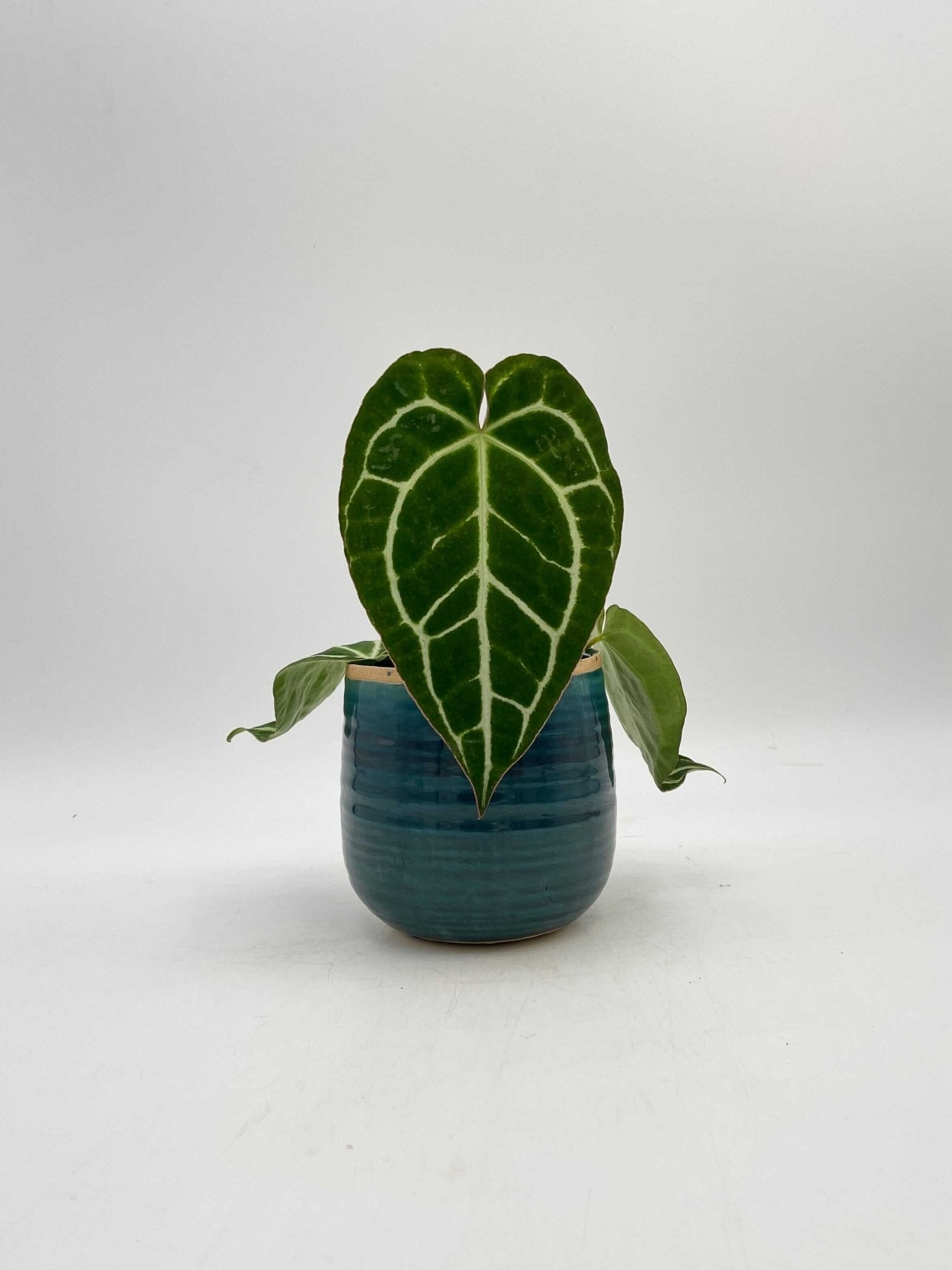 Anthurium Crystallinum