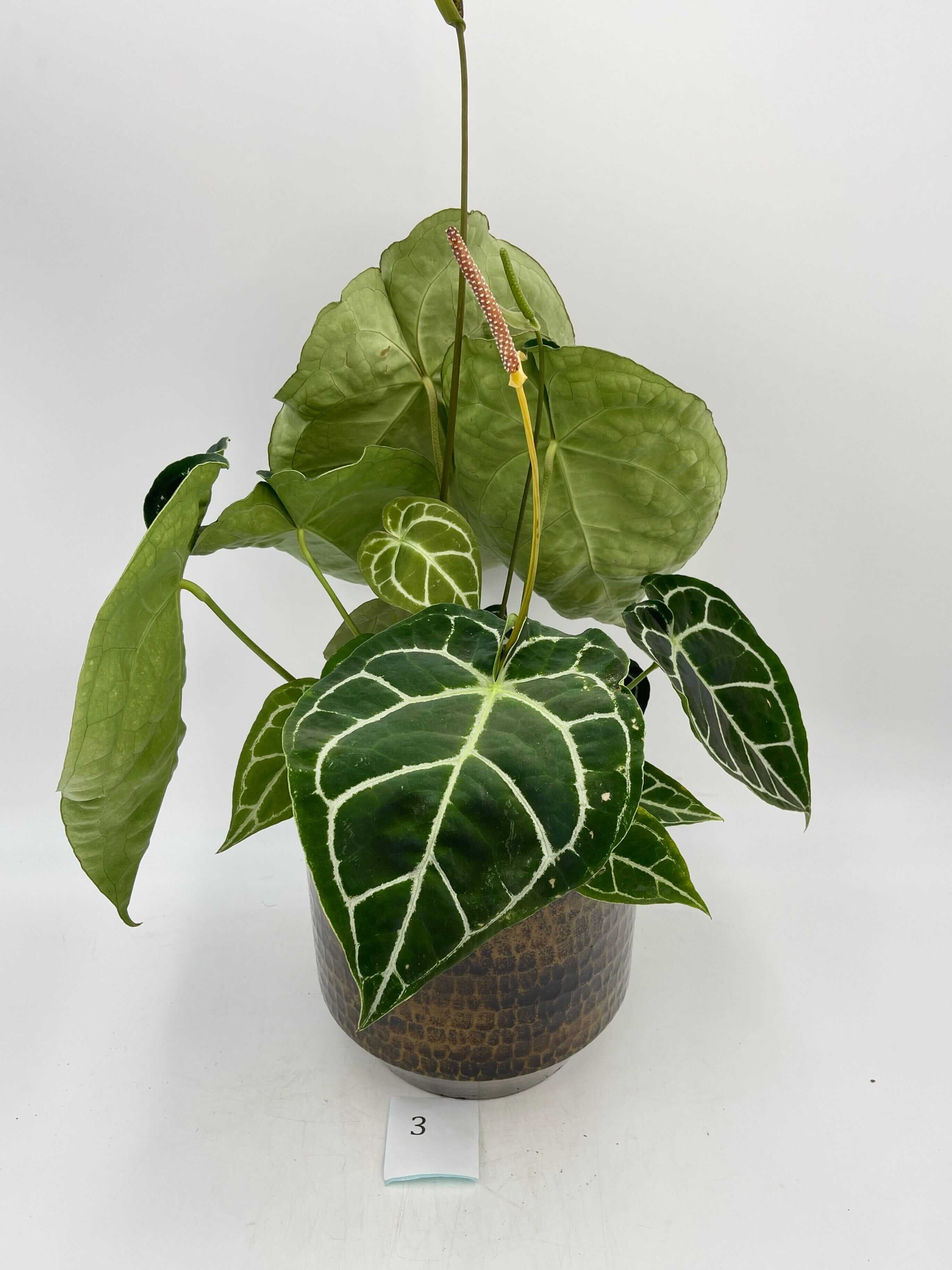 Anthurium Crystallinum hybrid, XL