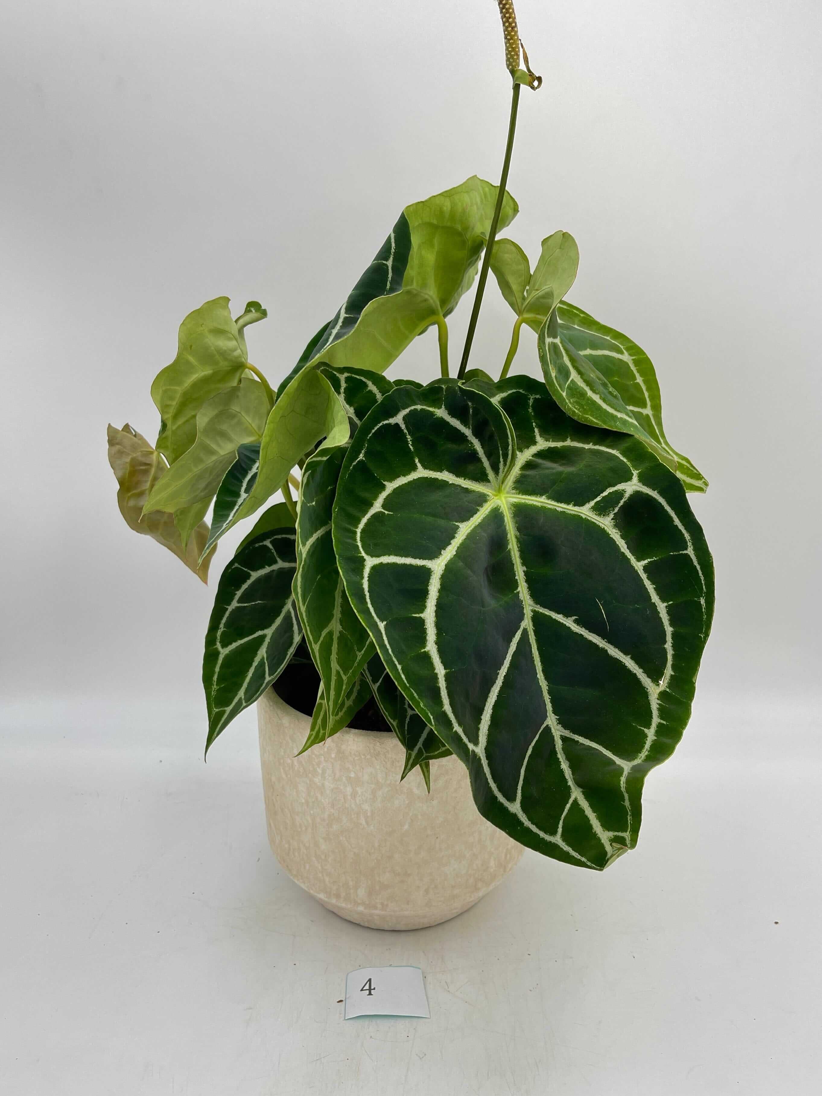 Anthurium Crystallinum hybrid, XL