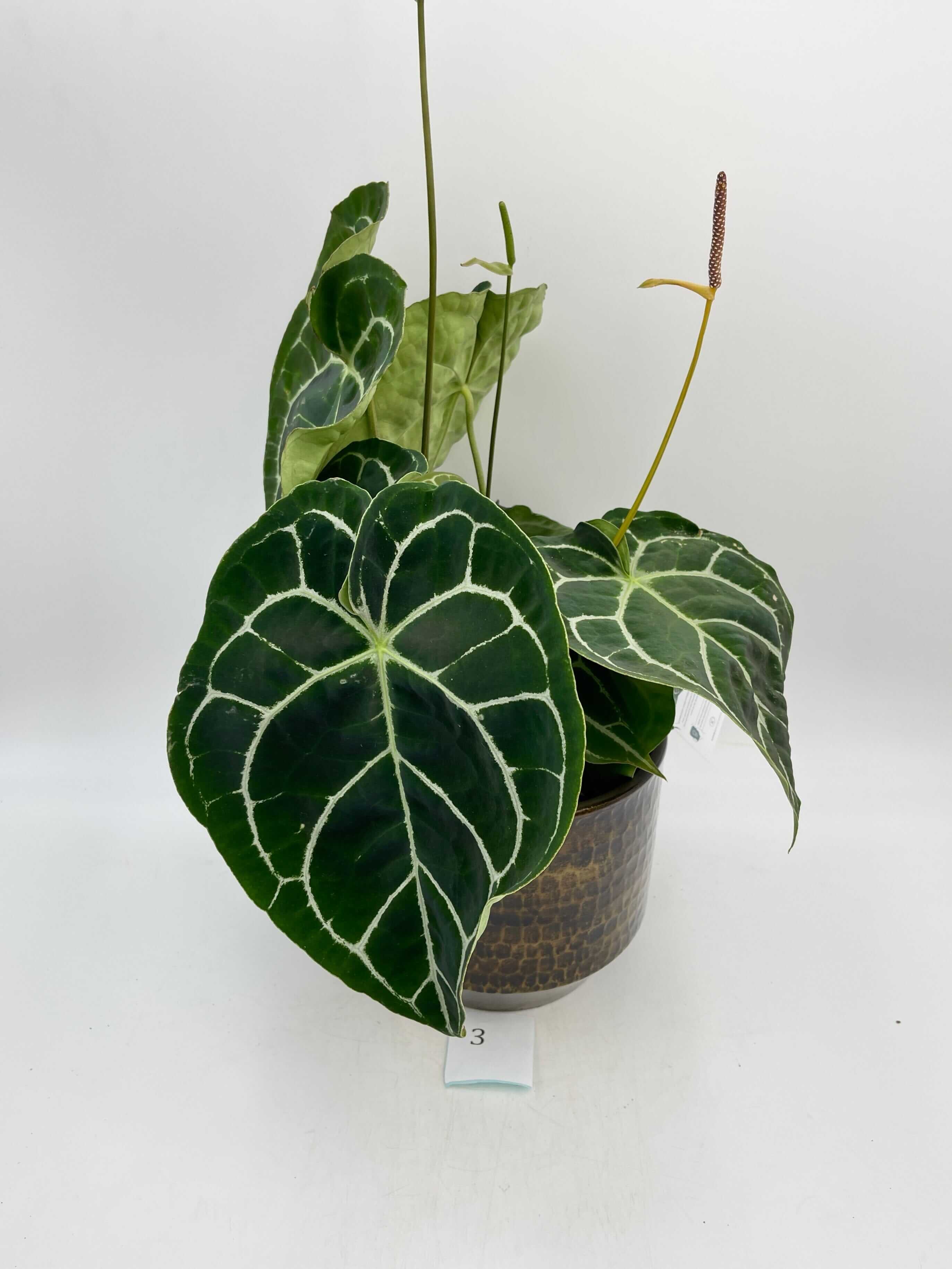 Anthurium Crystallinum hybrid, XL
