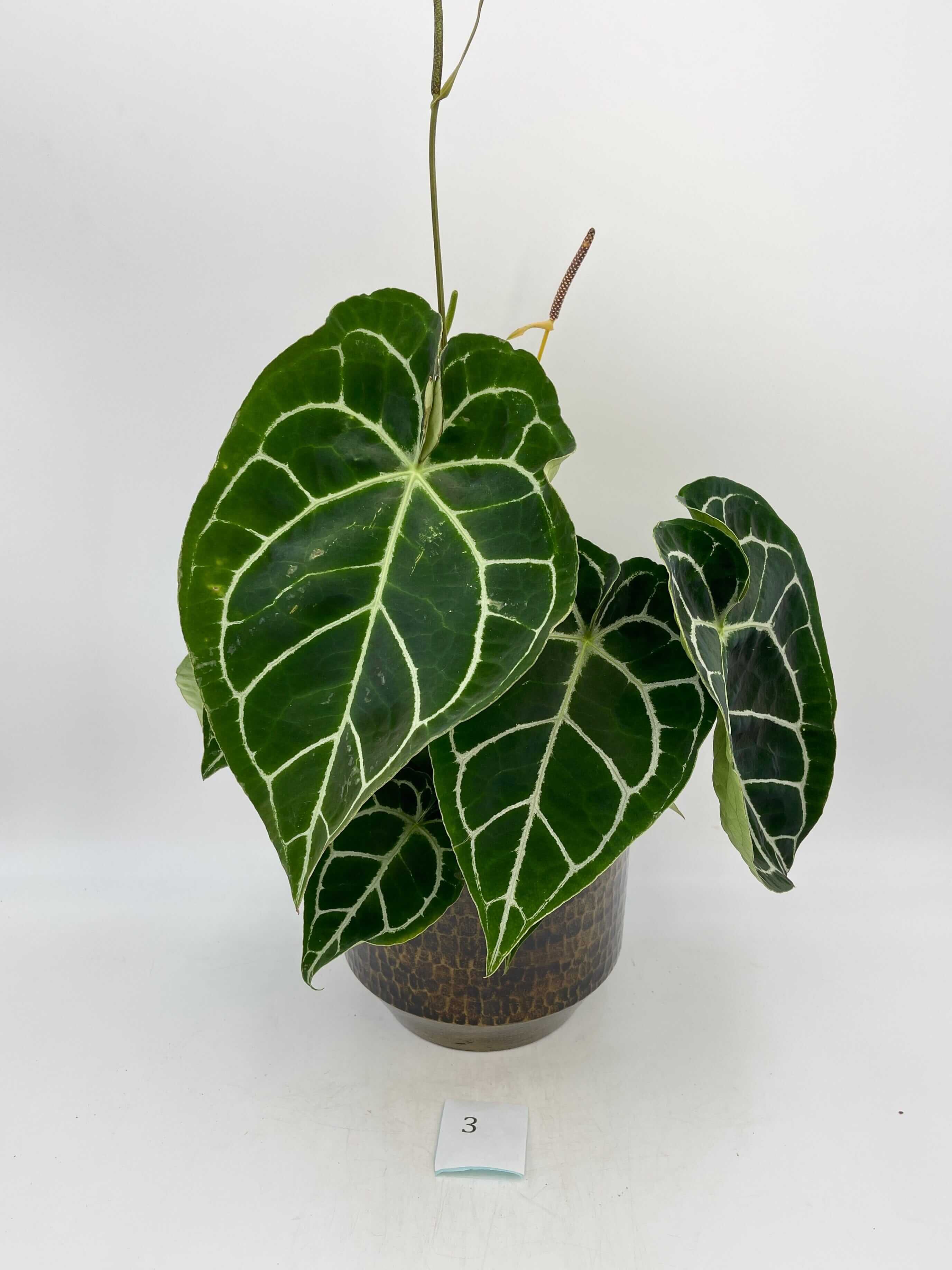 Anthurium Crystallinum hybrid, XL