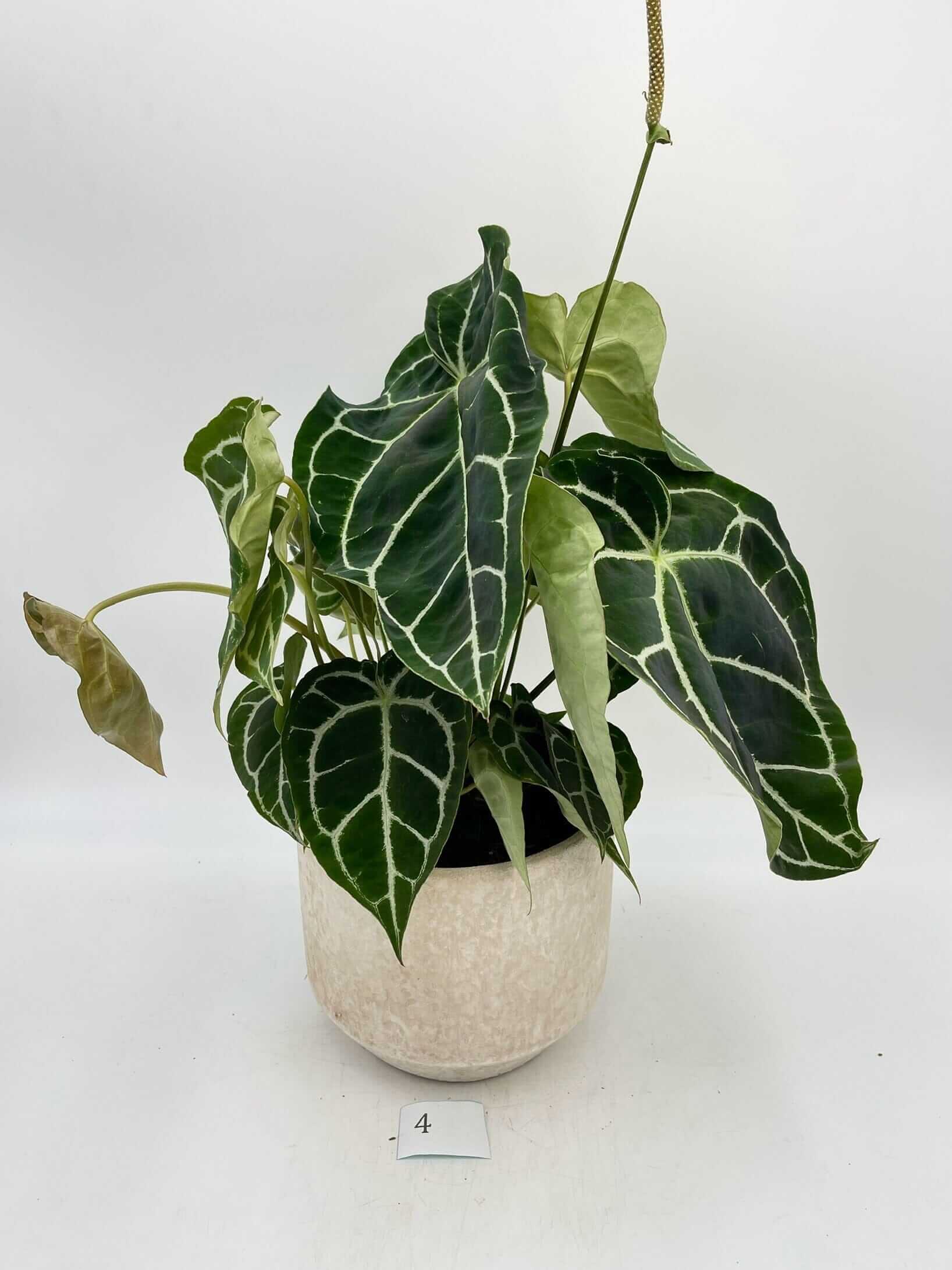 Anthurium Crystallinum hybrid, XL