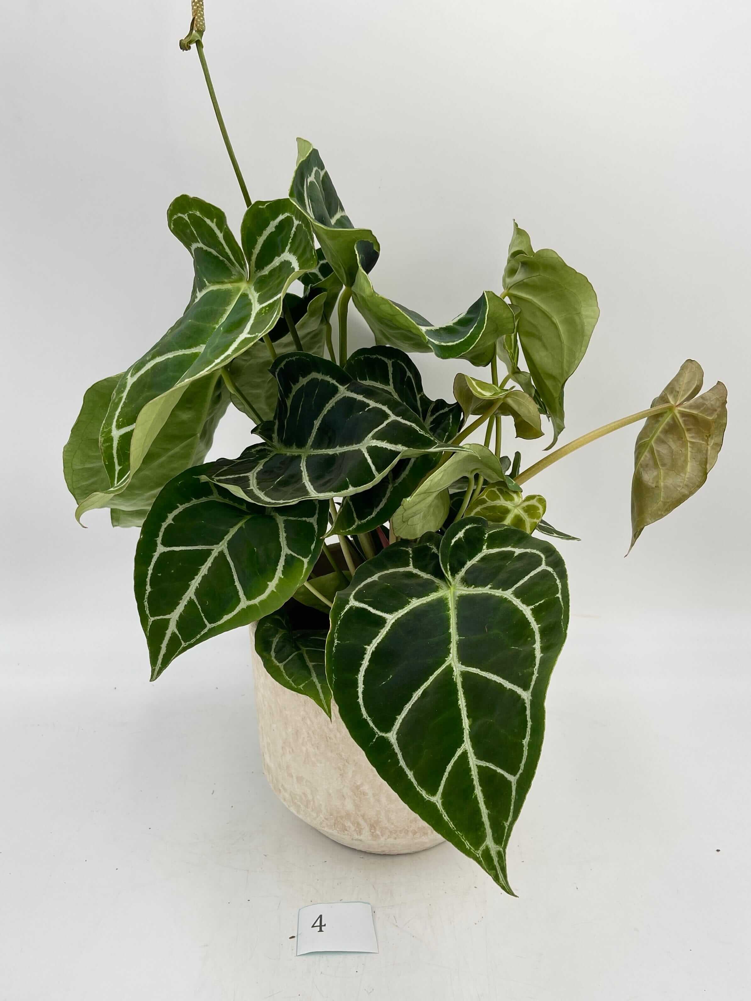 Anthurium Crystallinum hybrid, XL