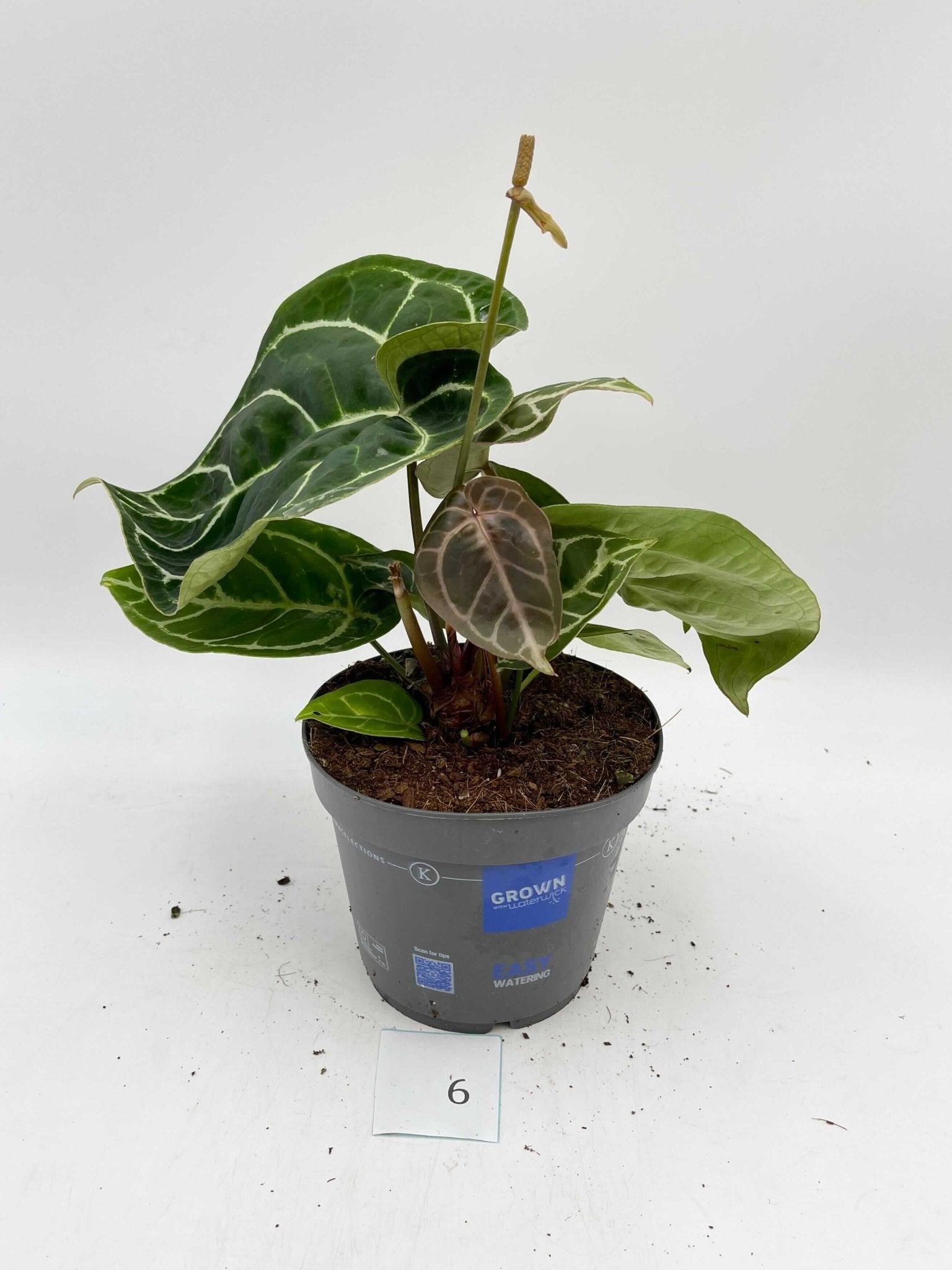 Anthurium Crystallinum hybrid, 17cm pot