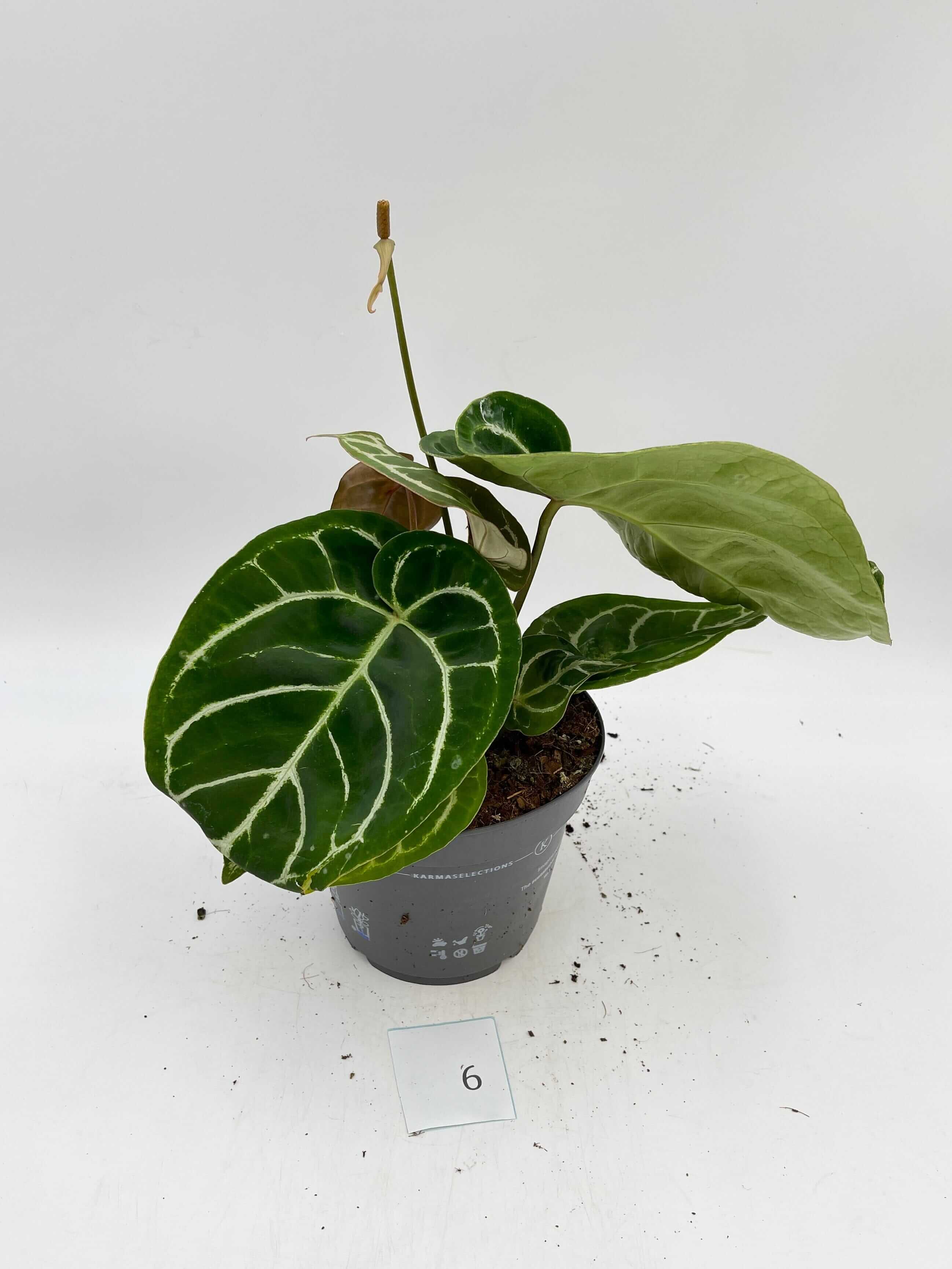 Anthurium Crystallinum hybrid, 17cm pot