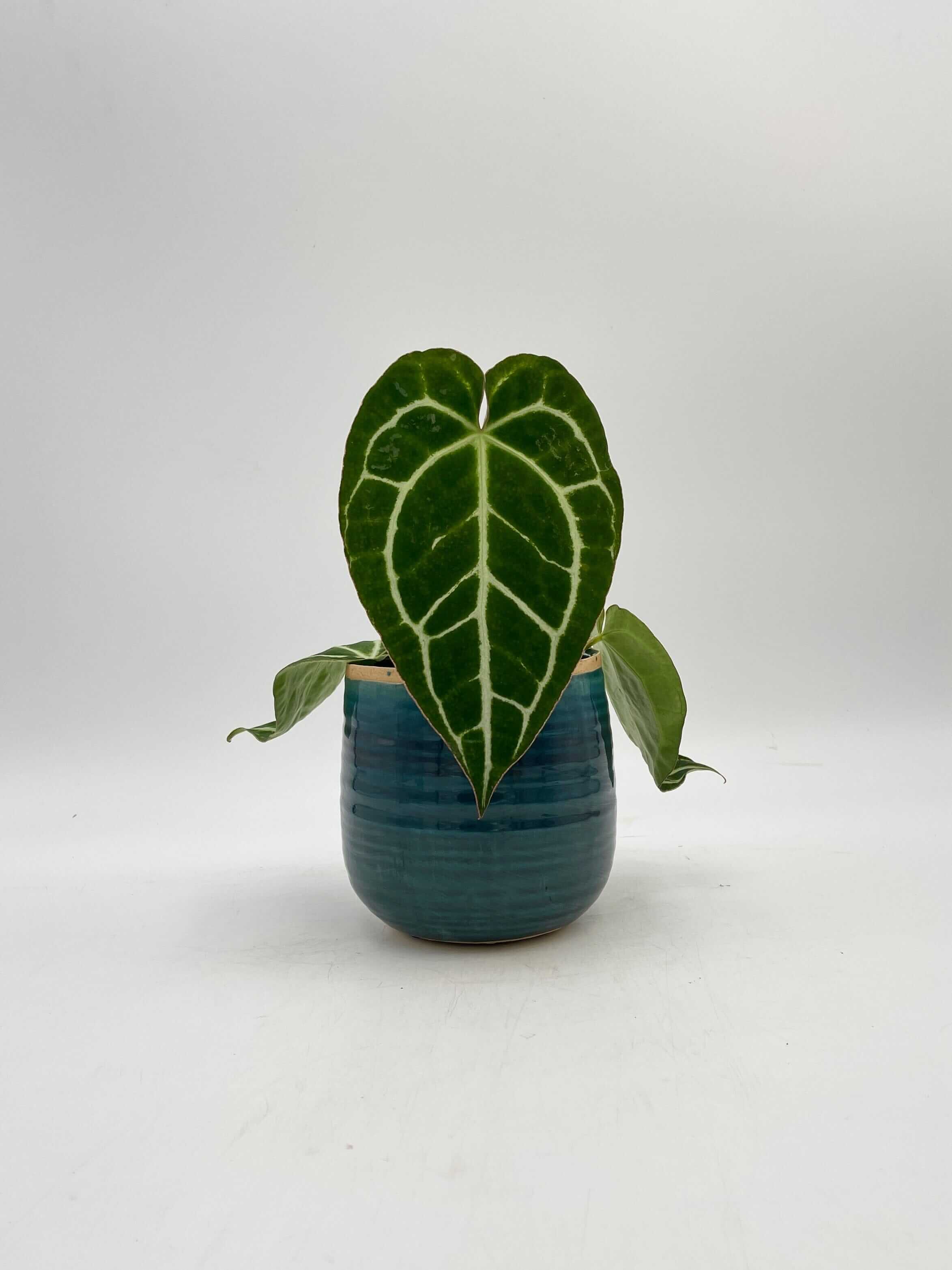 Anthurium Crystallinum