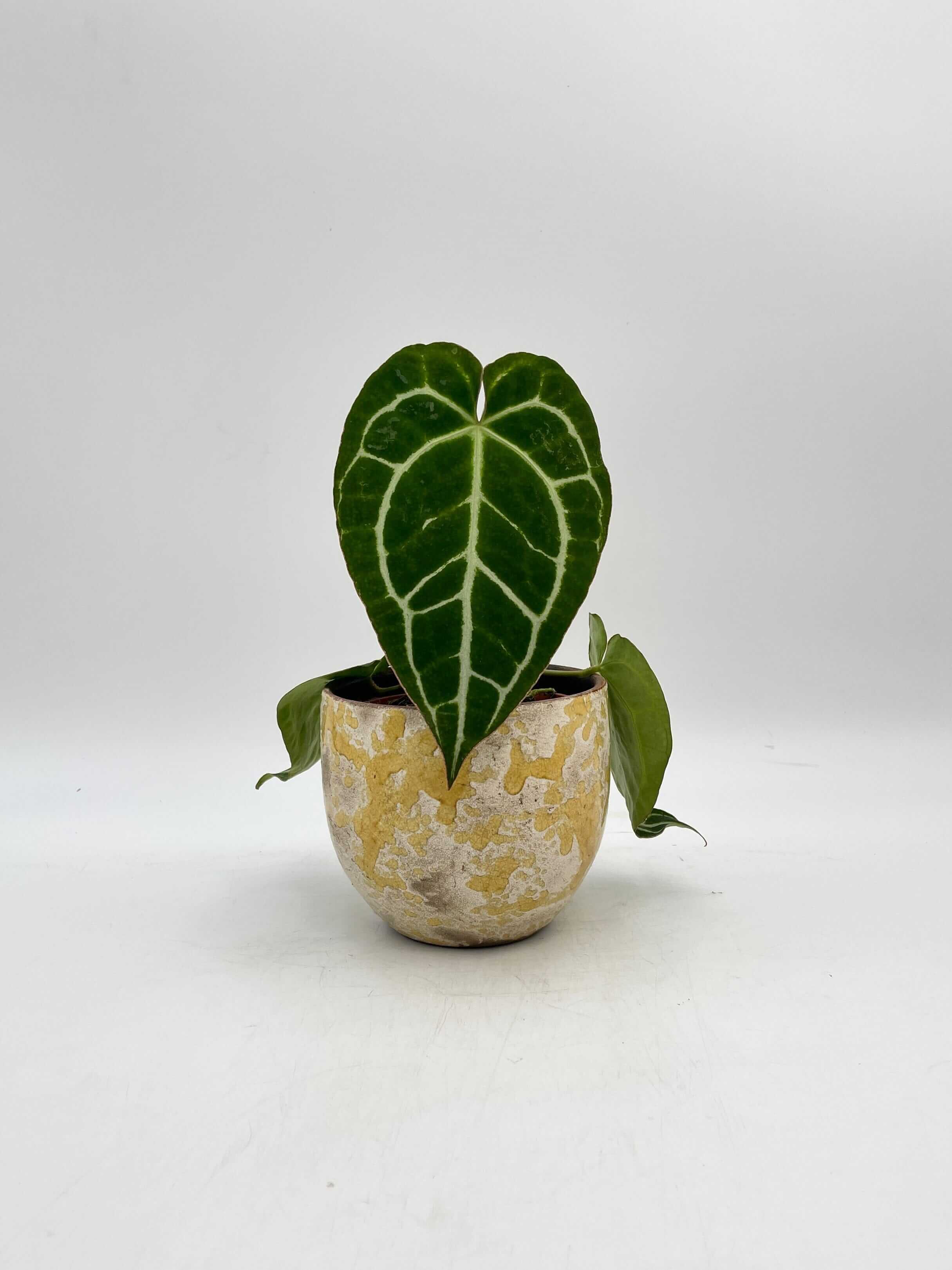 Anthurium Crystallinum