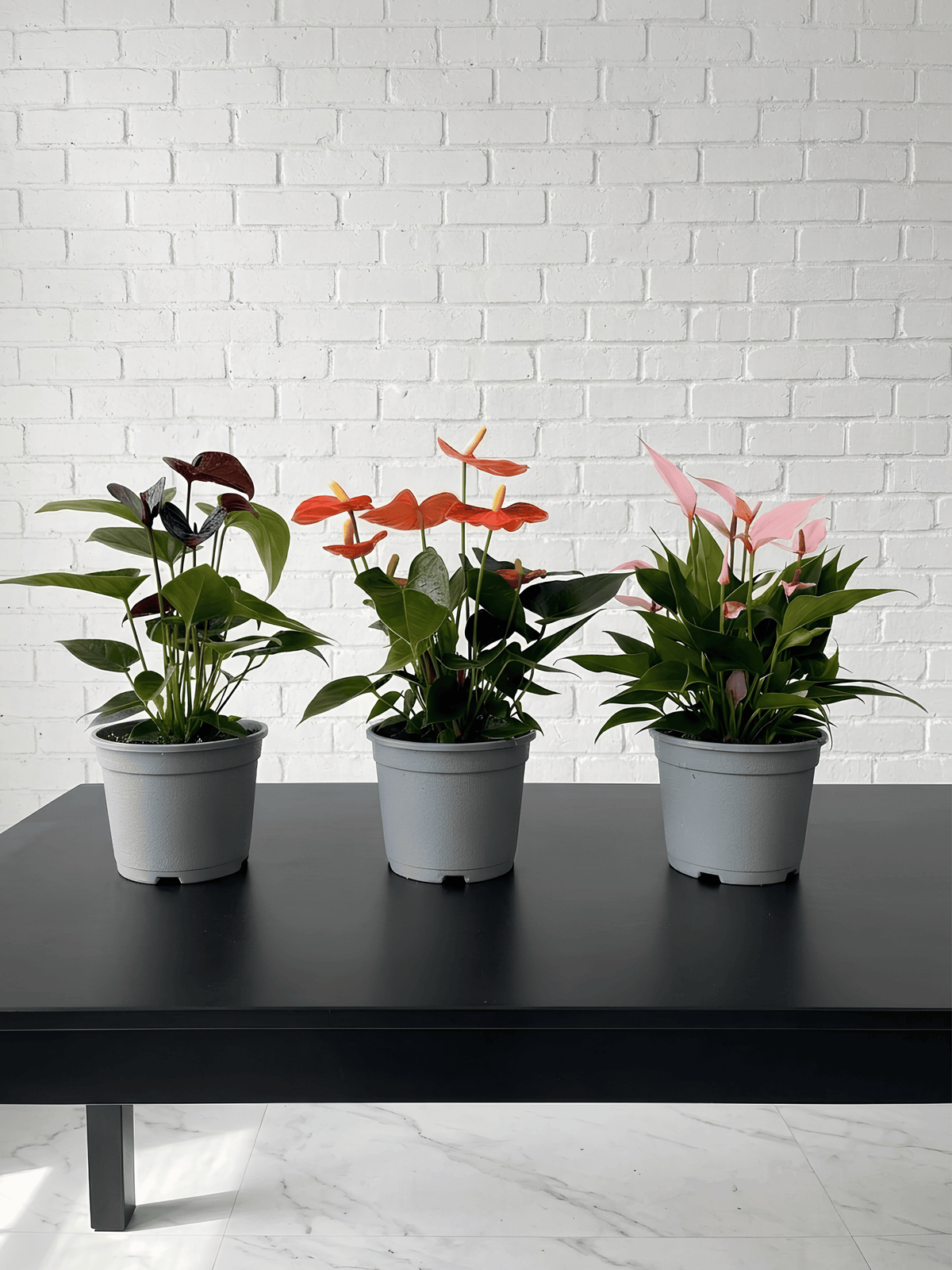 Anthurium Flowering Bundle (Set of 3) | Black, Orange & Pink Anthurium Plants, Plant & Pot Bundle - Rebel Plants