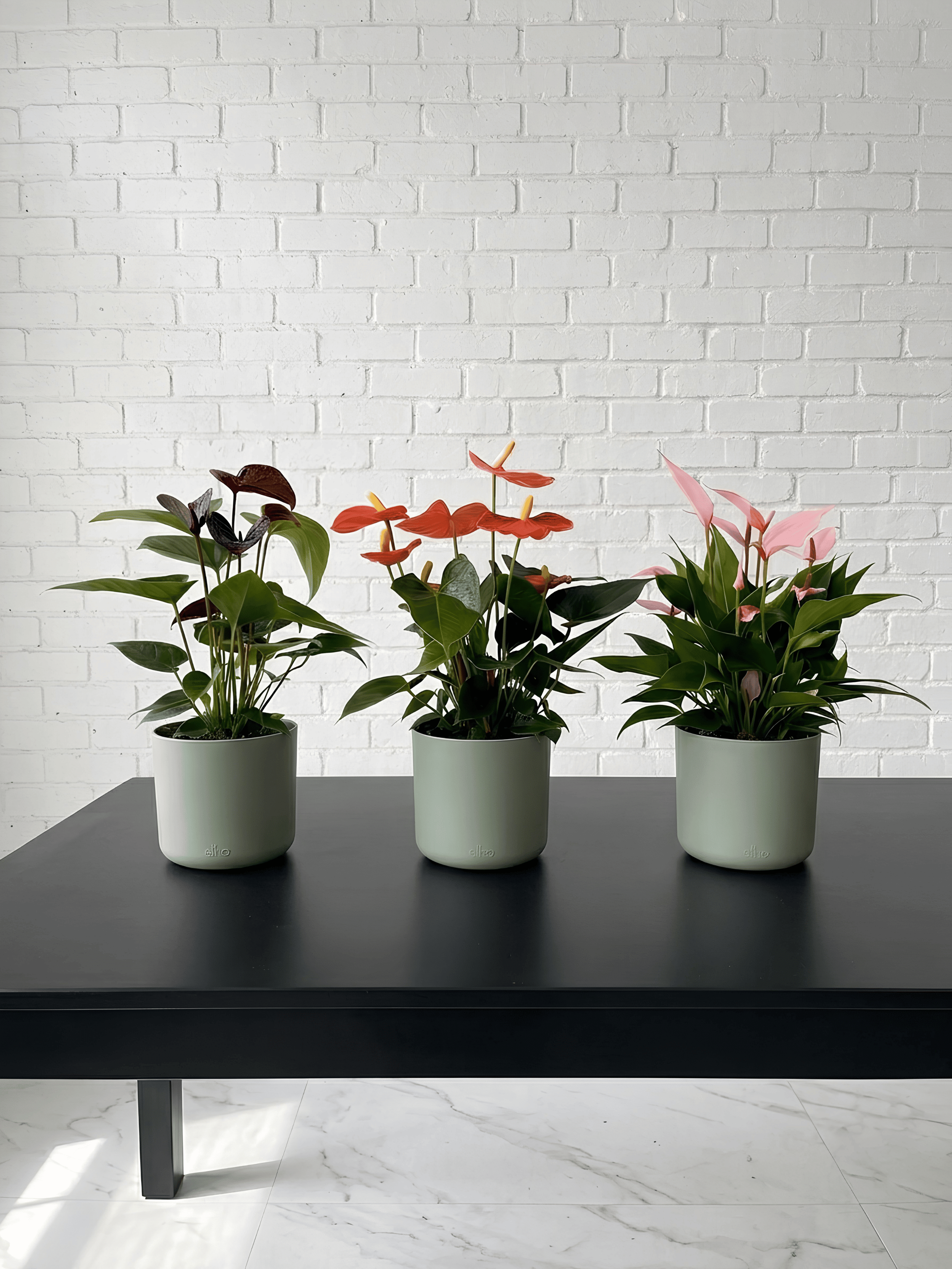 Anthurium Flowering Bundle (Set of 3) | Black, Orange & Pink Anthurium Plants, Plant & Pot Bundle - Rebel Plants
