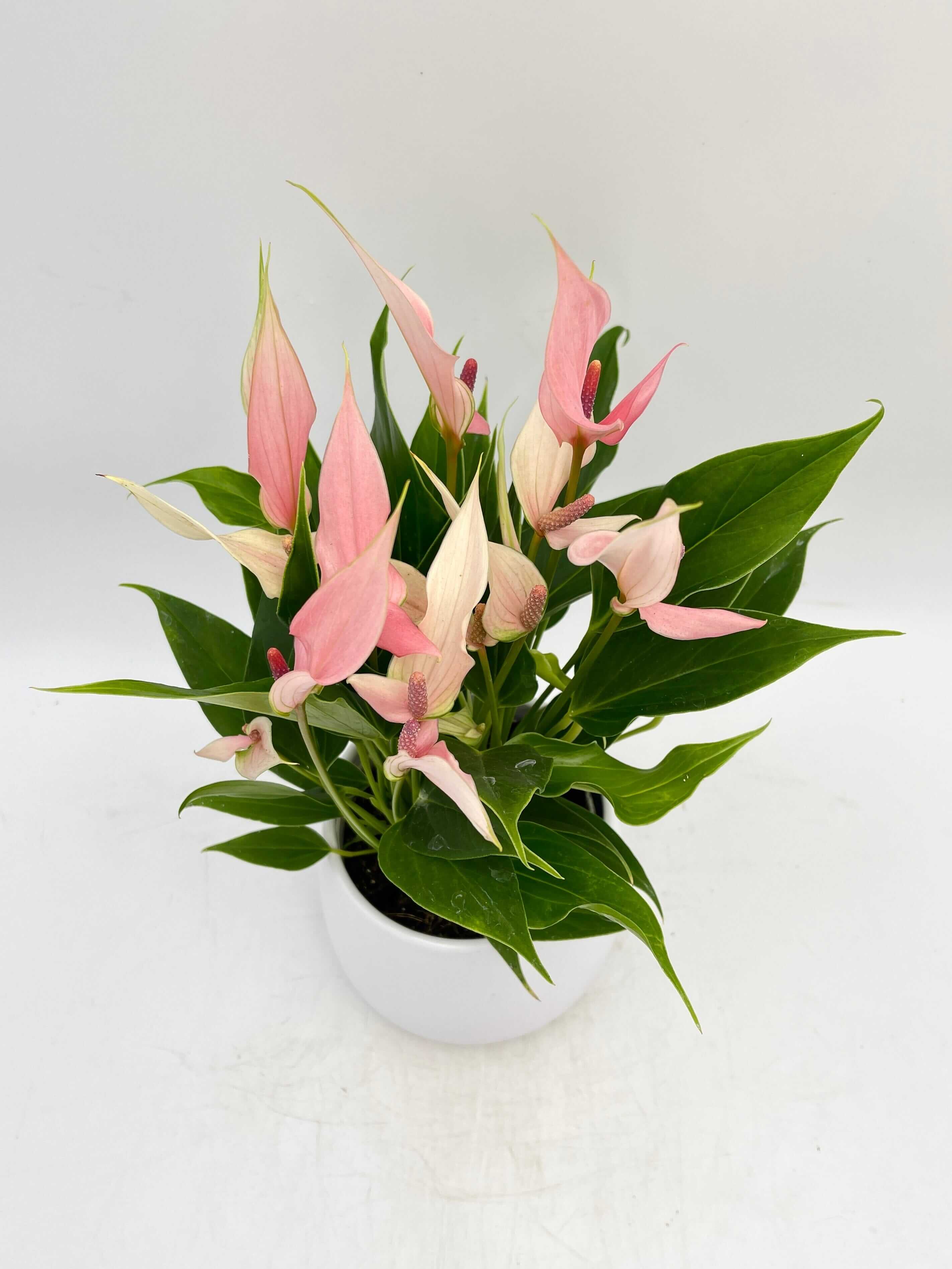 Anthurium Lilli in White Elho Pot | Tropical Pink Flamingo Flower Gift