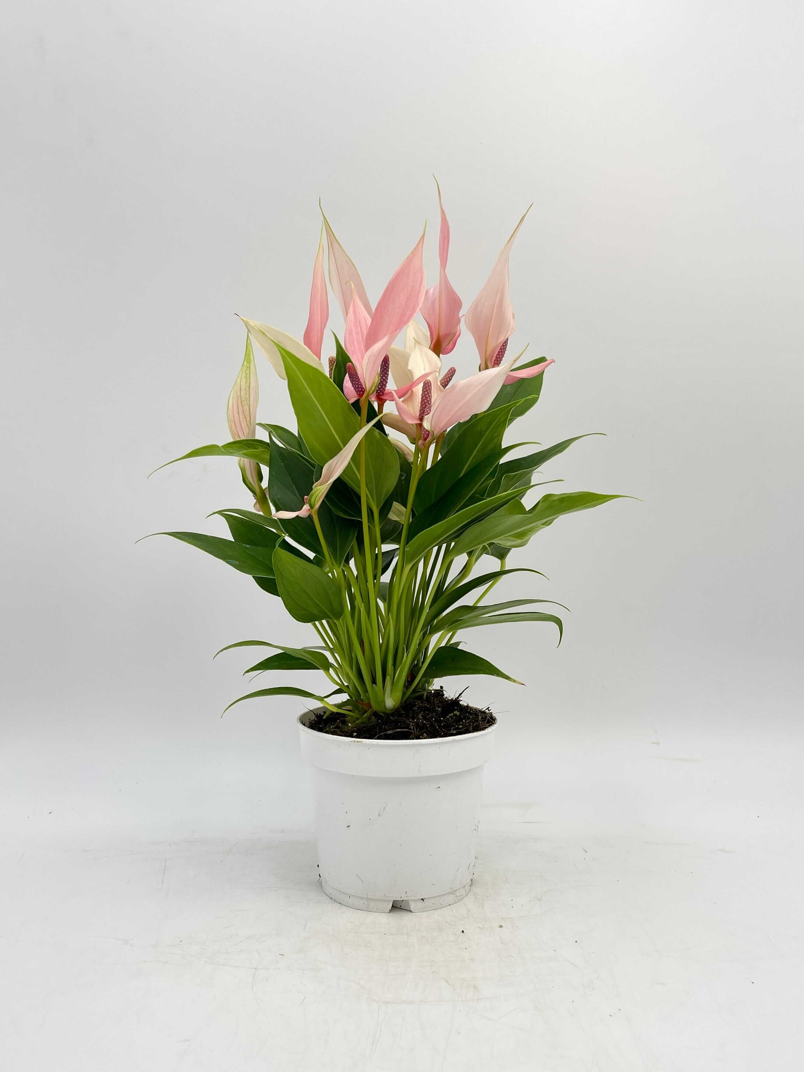 Anthurium Lilli in White Elho Pot | Tropical Pink Flamingo Flower Gift