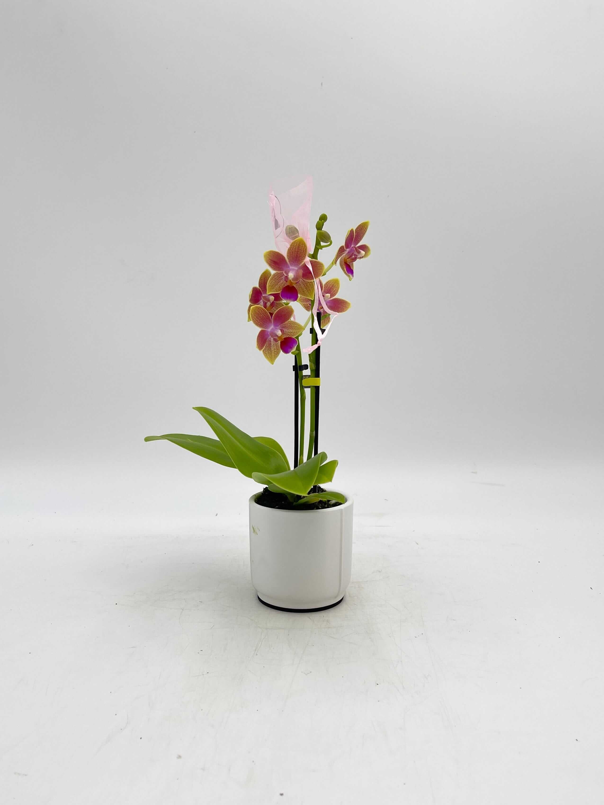 Aromio Scented Phalaenopsis Miniature Orchids