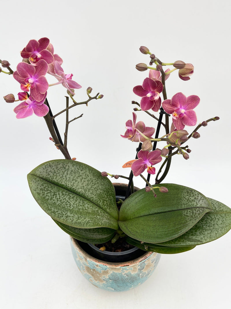 Aromio Scented Phalaenopsis Miniature Orchids