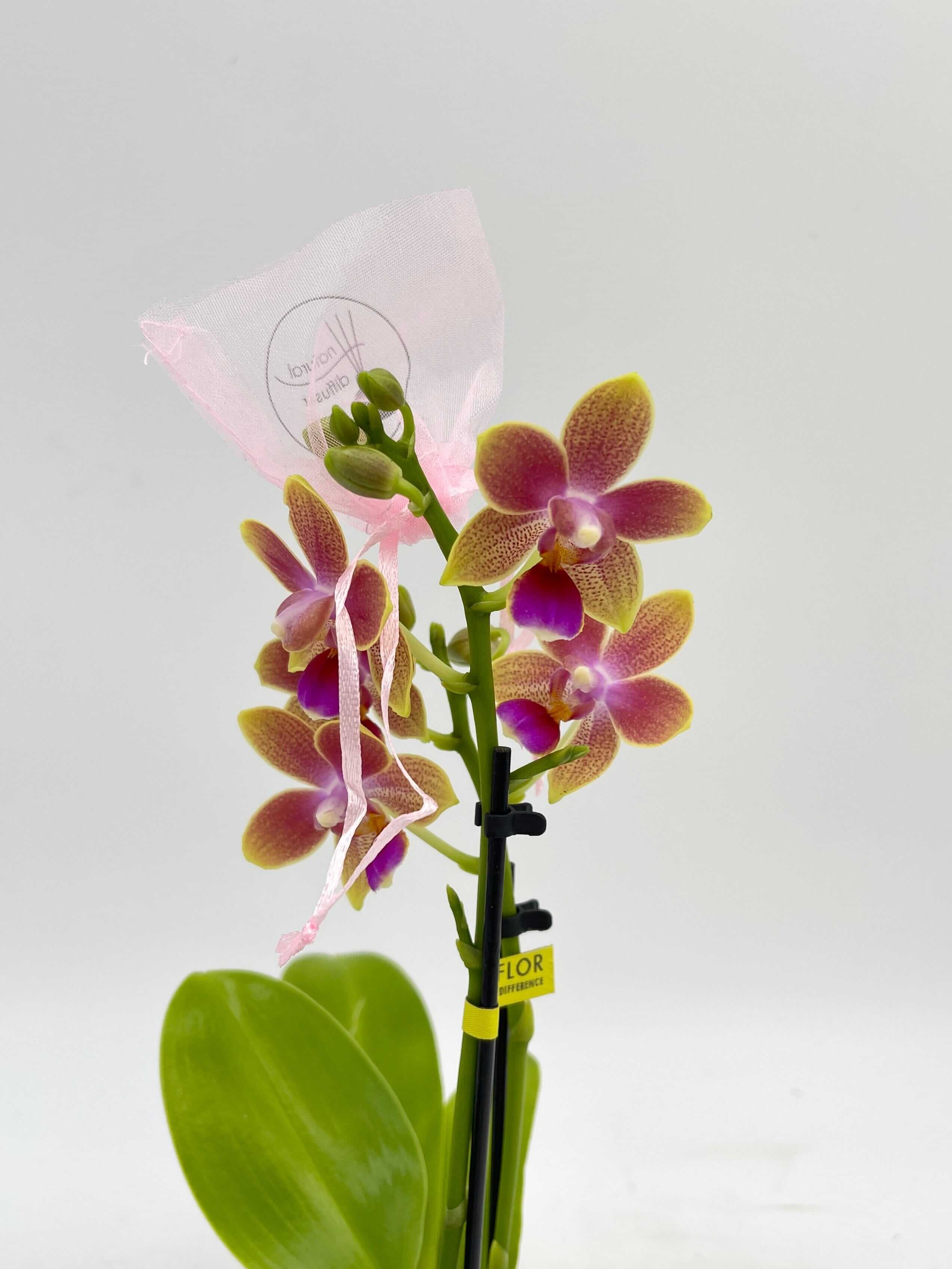 Aromio Scented Phalaenopsis Miniature Orchids