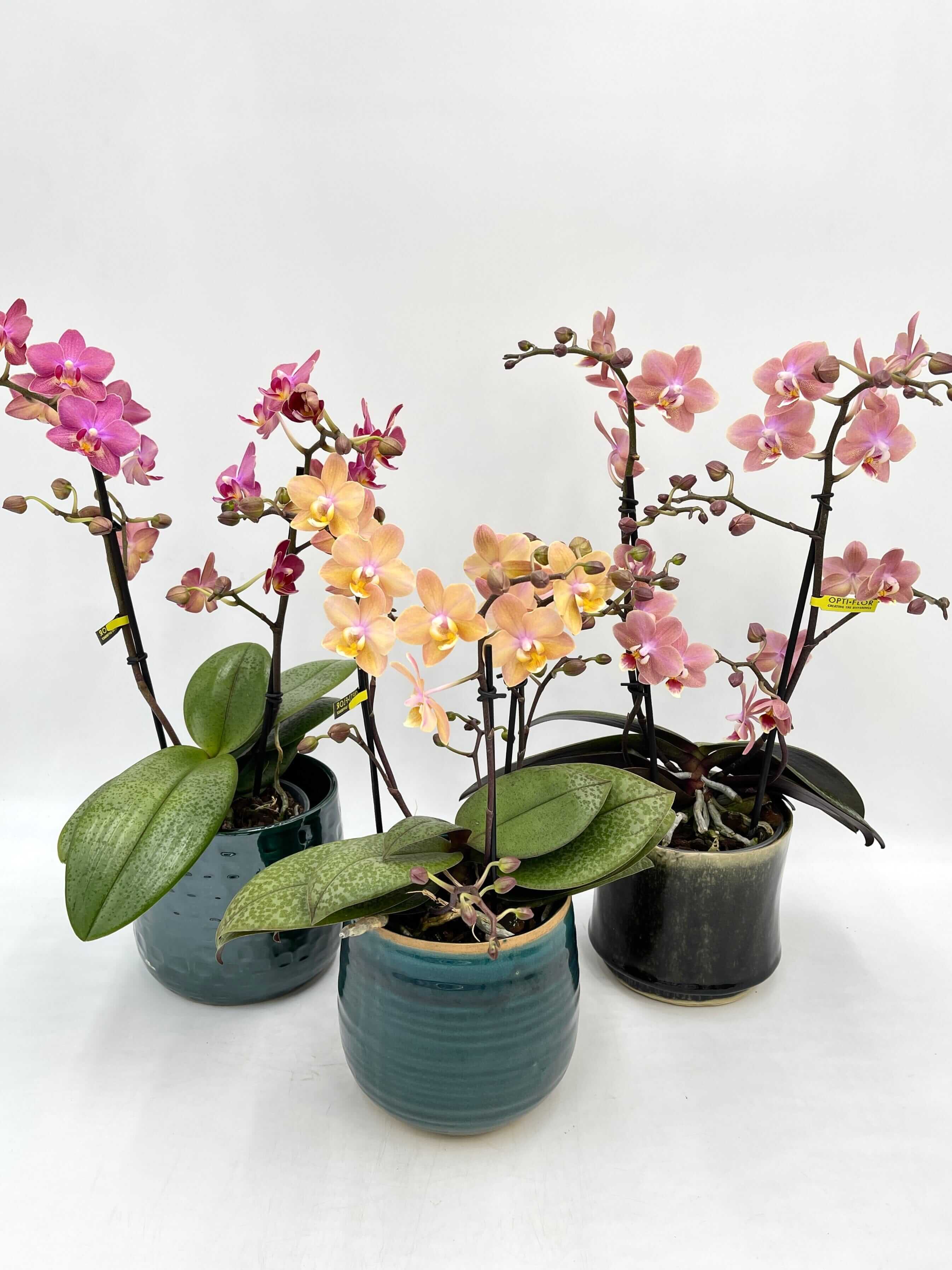 Aromio Scented Phalaenopsis Orchid, Perfíum Scention