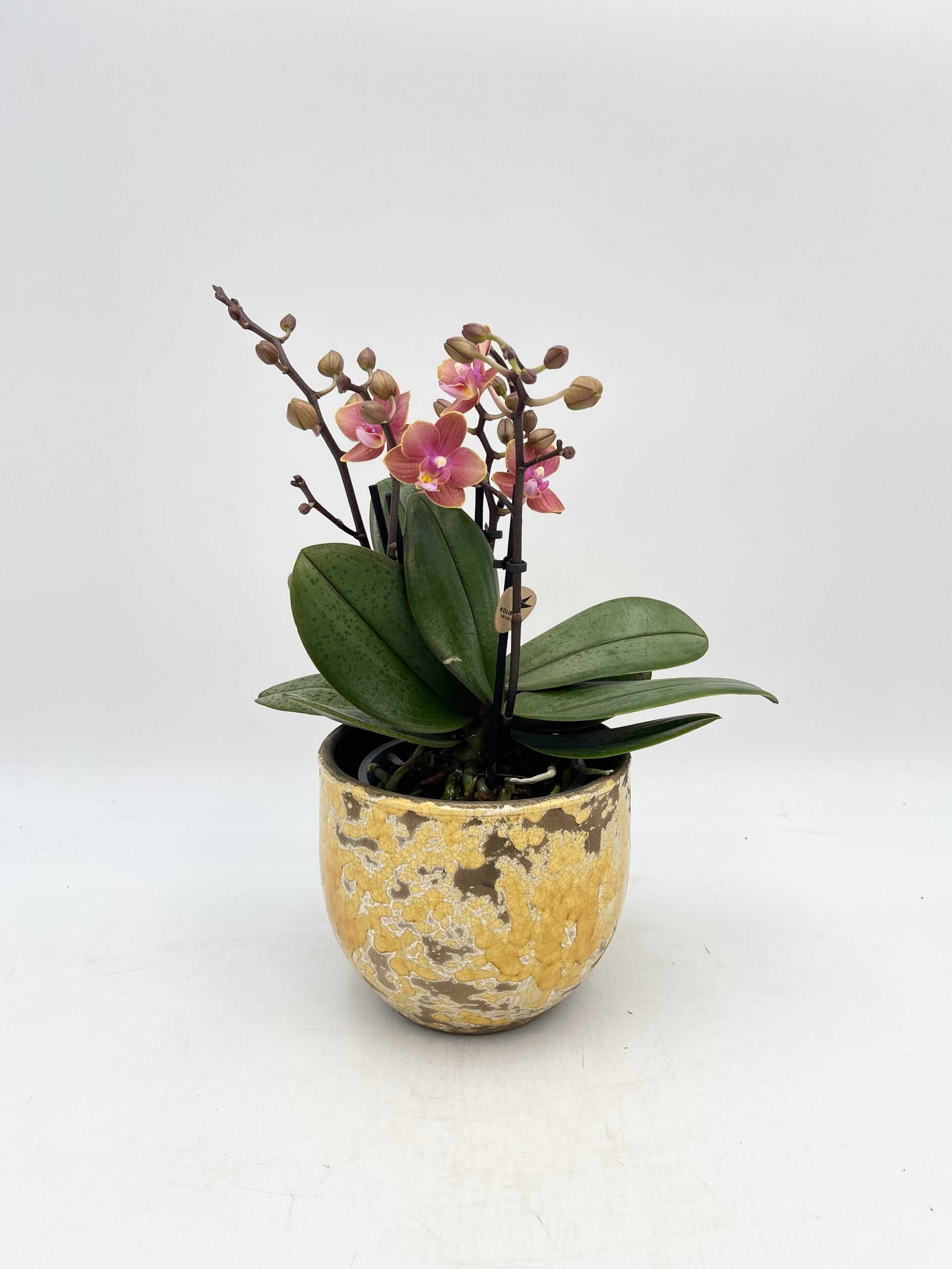 Aromio Scented Phalaenopsis Orchid, Perfíum Scention