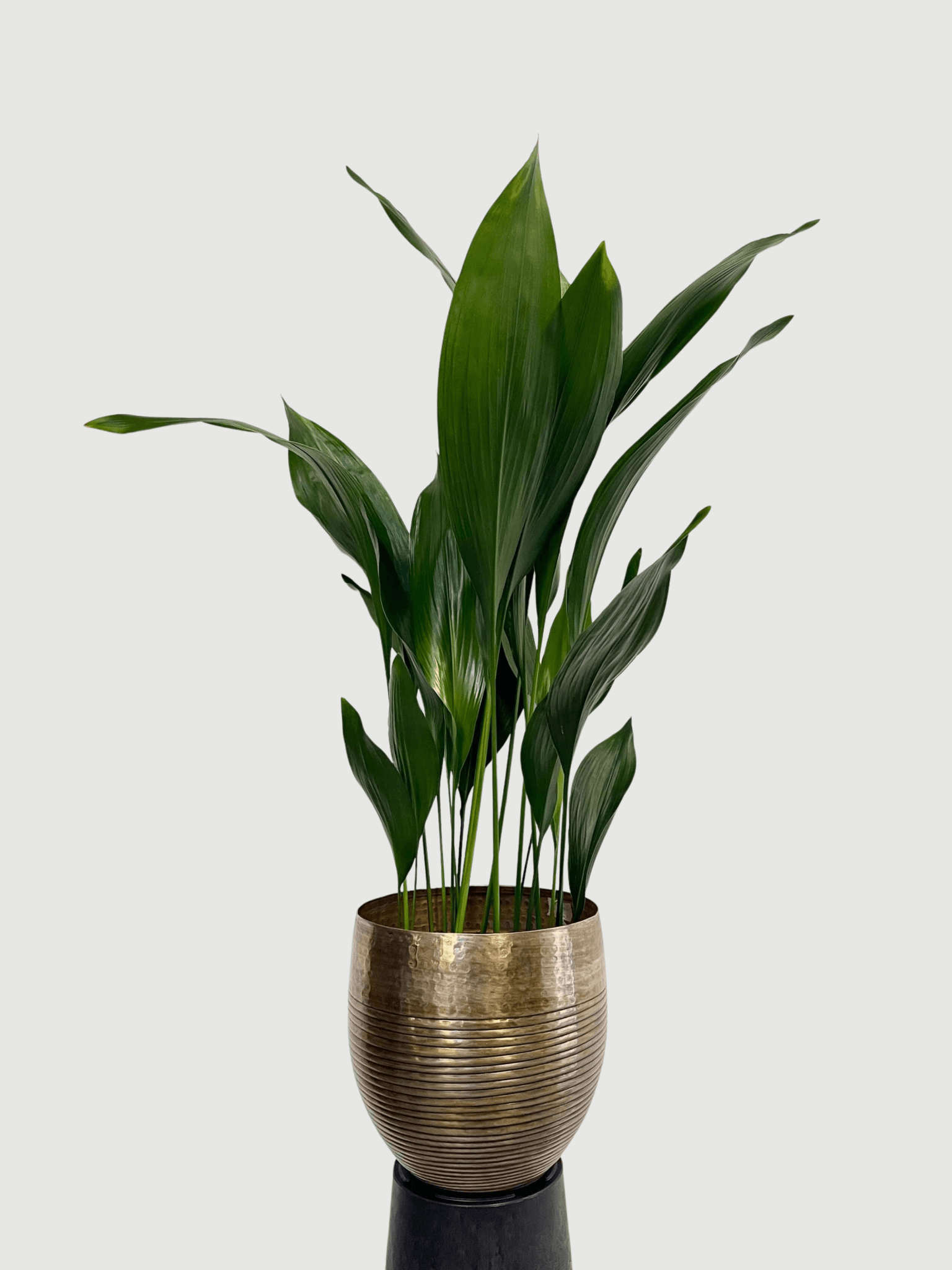Aspidistra Elatior | Cast Iron Plant - Pet Safe Indoor Plant