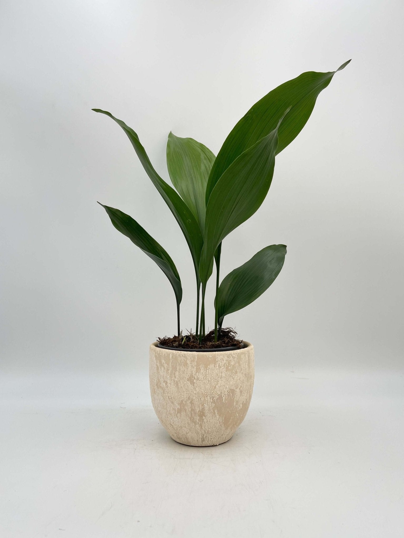 Aspidistra Elatior | Cast Iron Plant - Pet Safe Indoor Plant